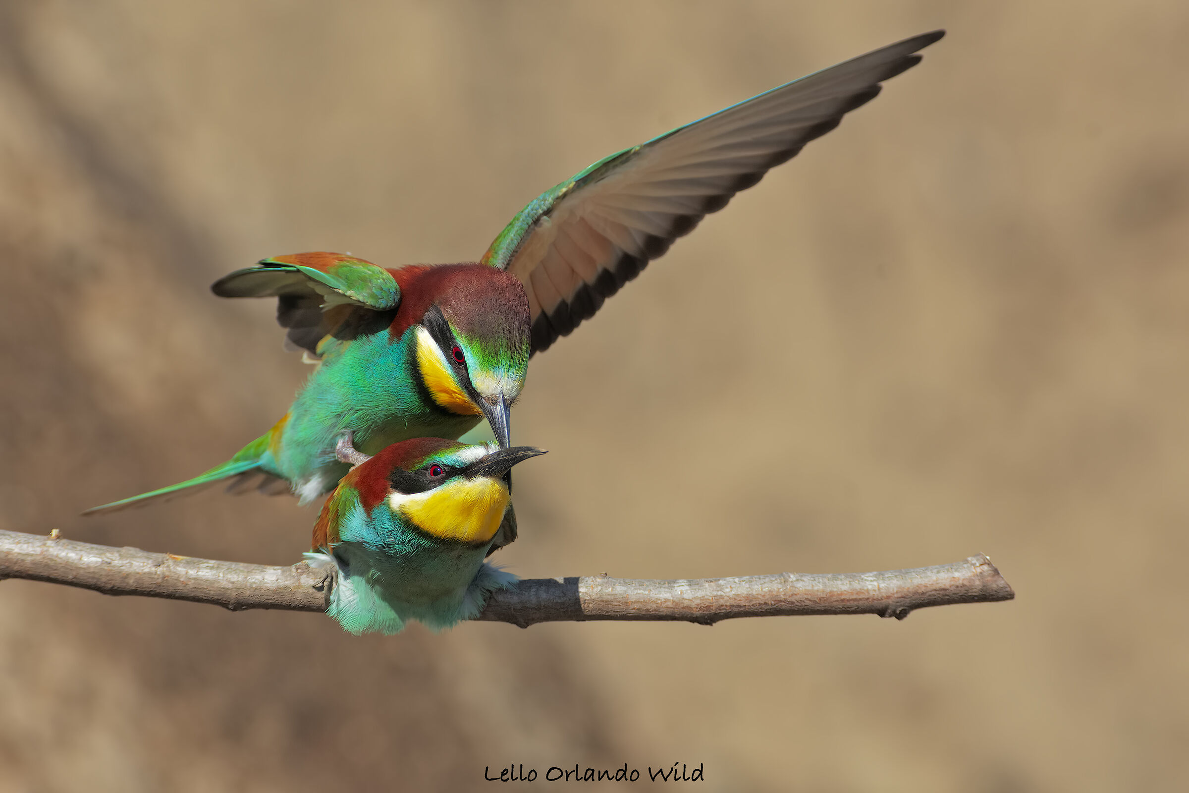 The right moment of the bee-eaters...