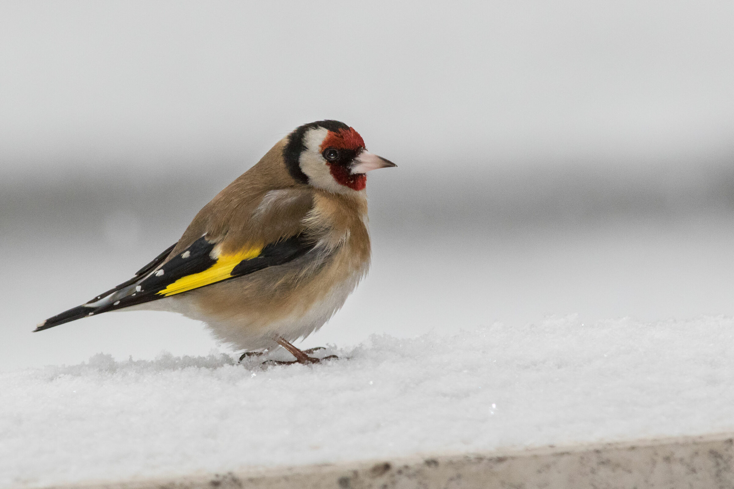 Goldfinch in winter...