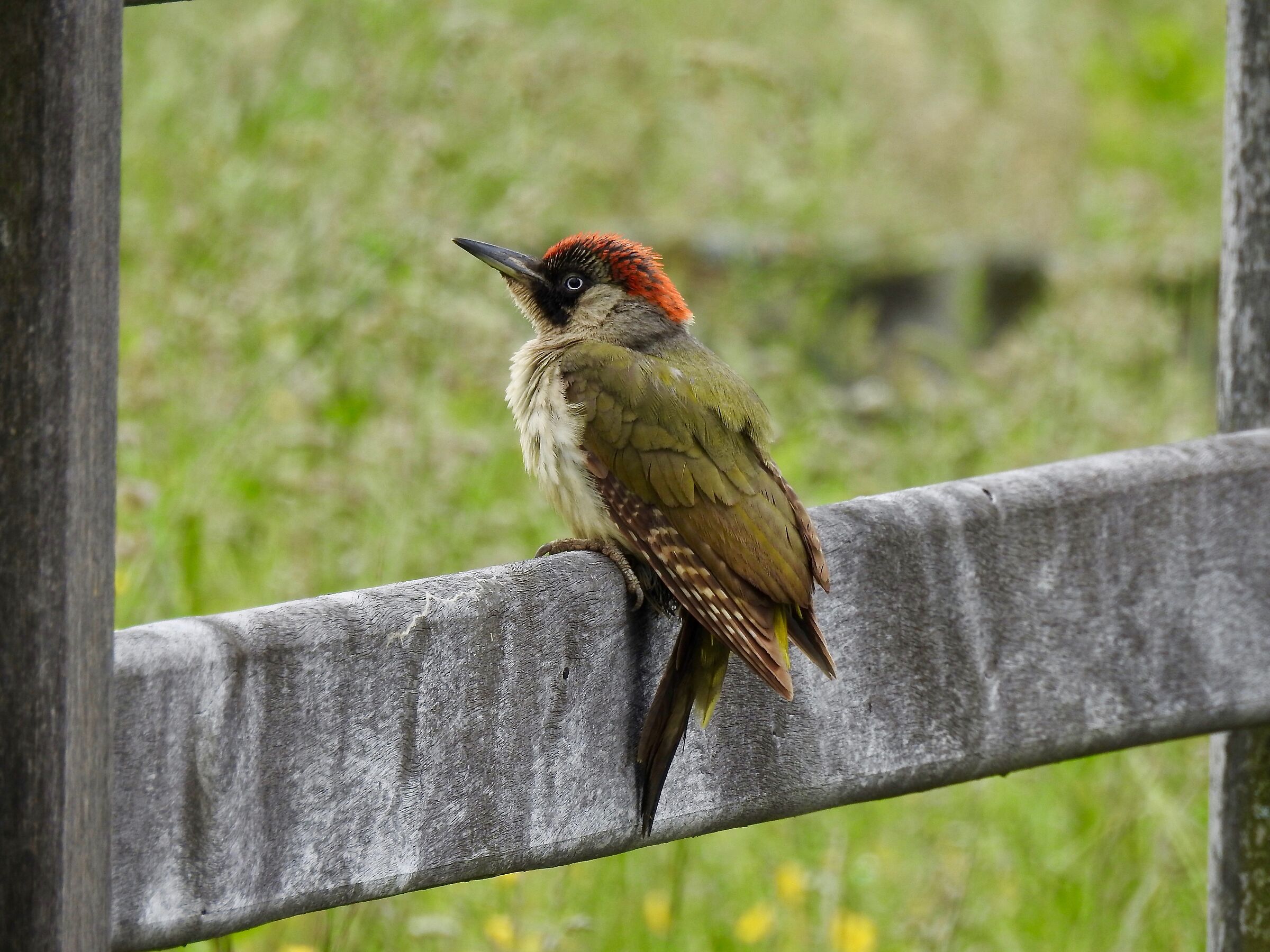 Young Green Woodpeckers...