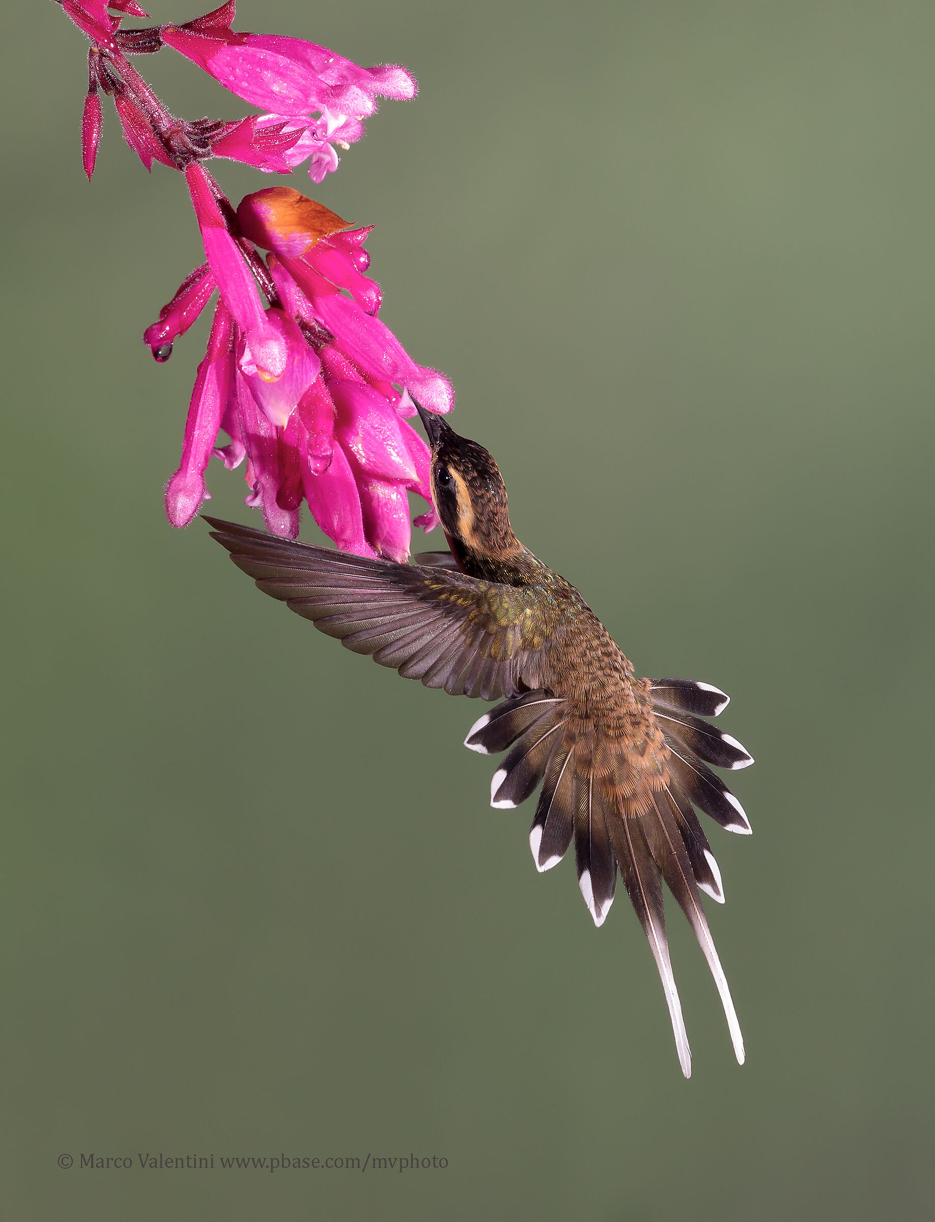 Hummingbirds Hermit Golasquamata...