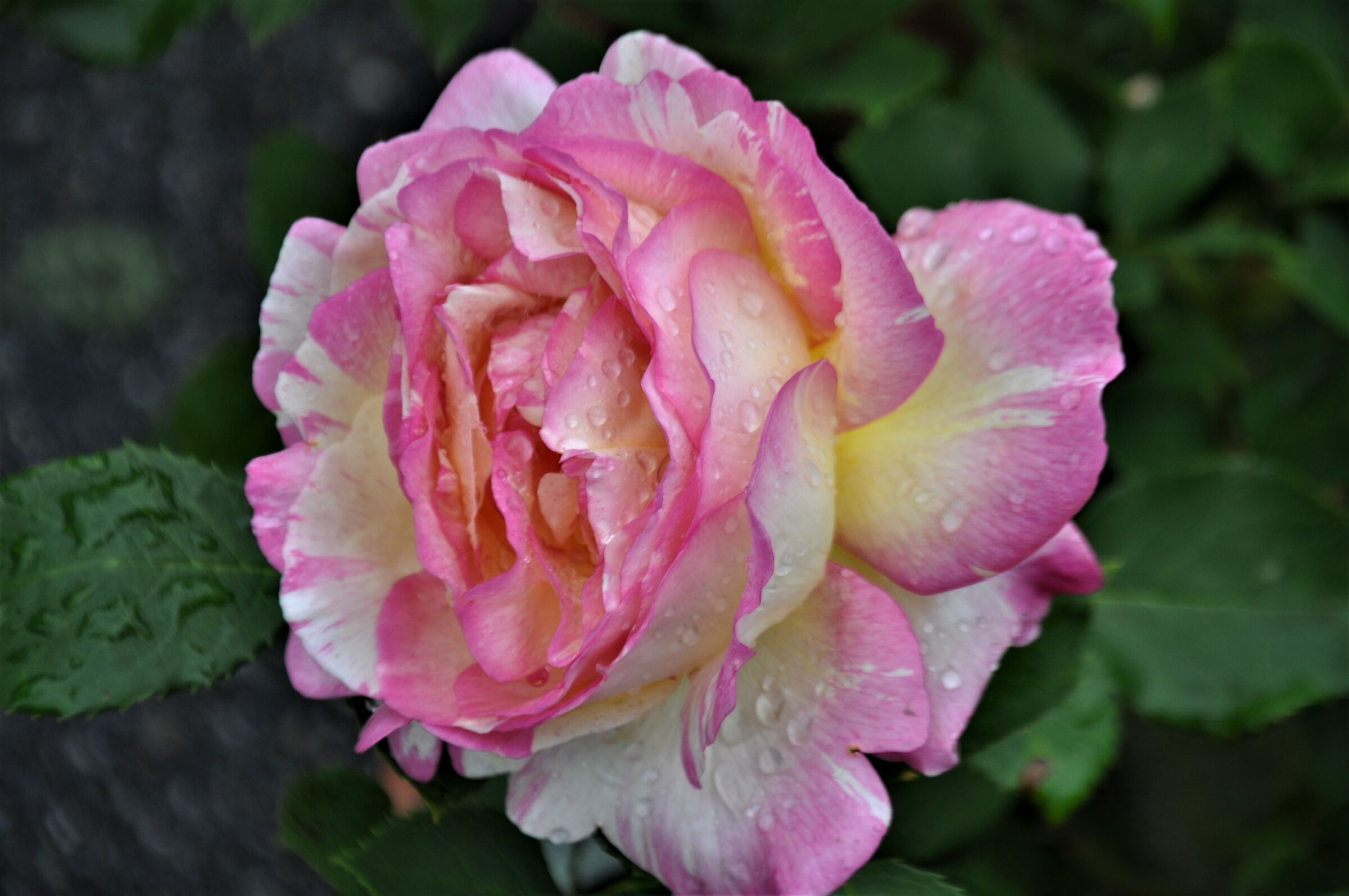 ...rose sotto la pioggia....Coniolo fiori monferrato...