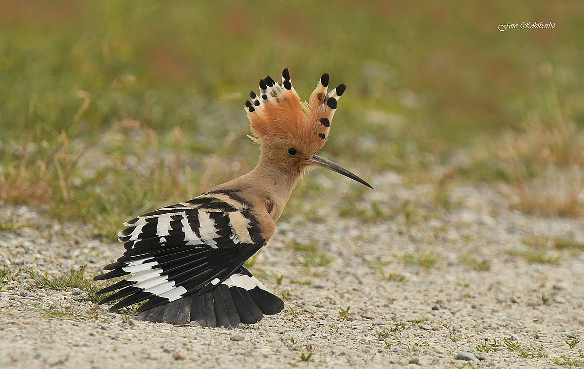 The hoopoe in stretching......