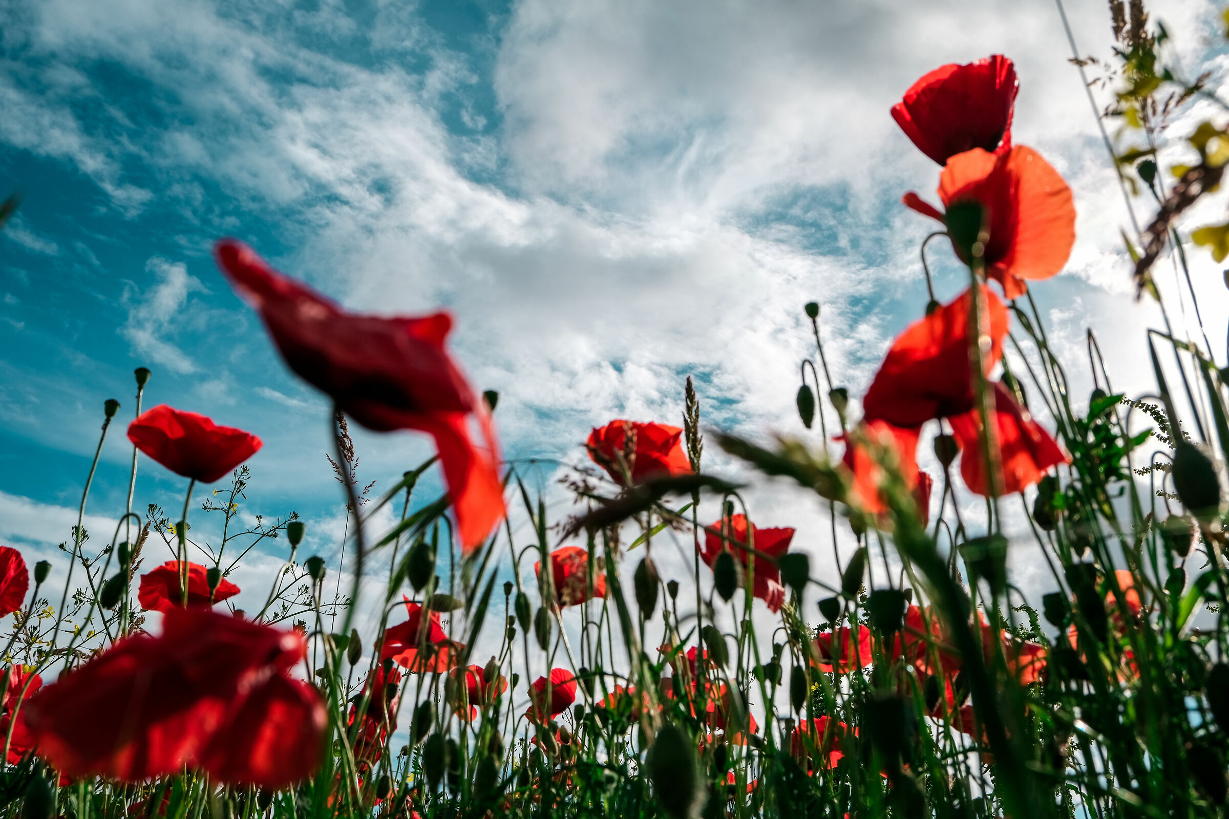 Flower...