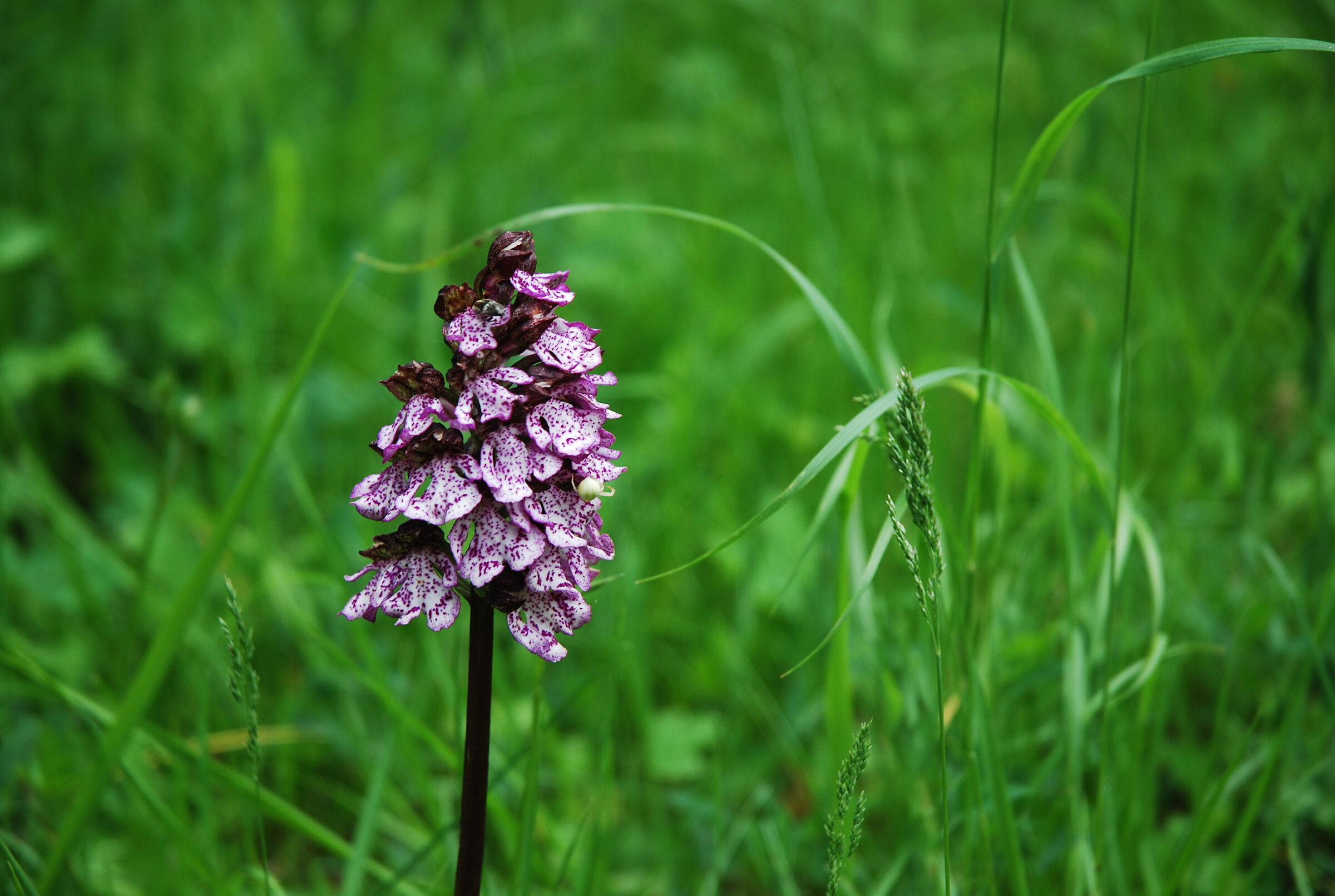 Mountain Orchid...