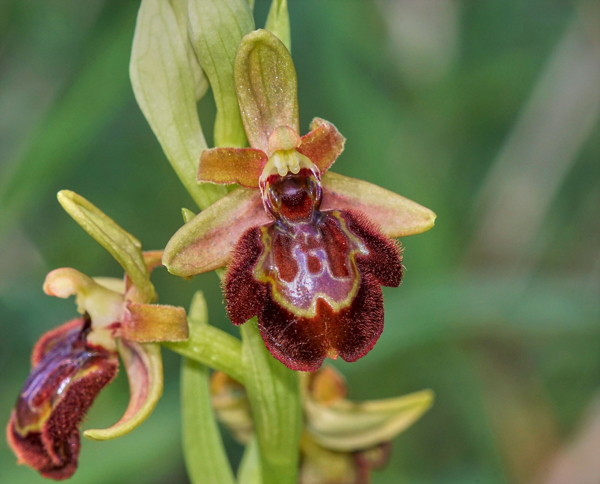 Ophrys x pantaliciensis...