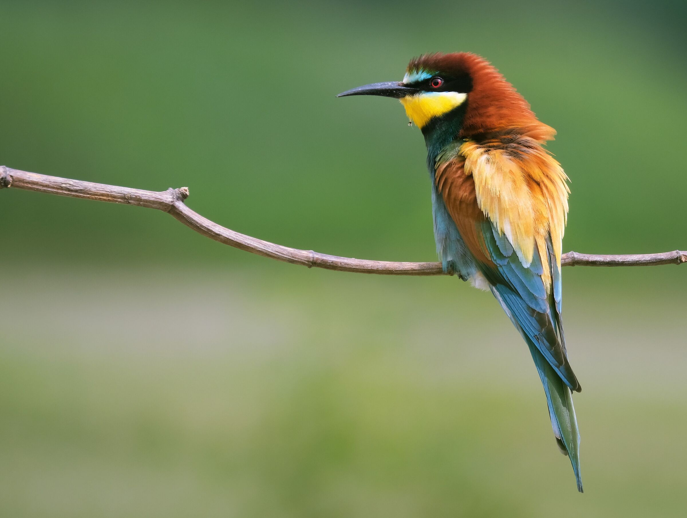 Ruffled bee-eater after the rain...