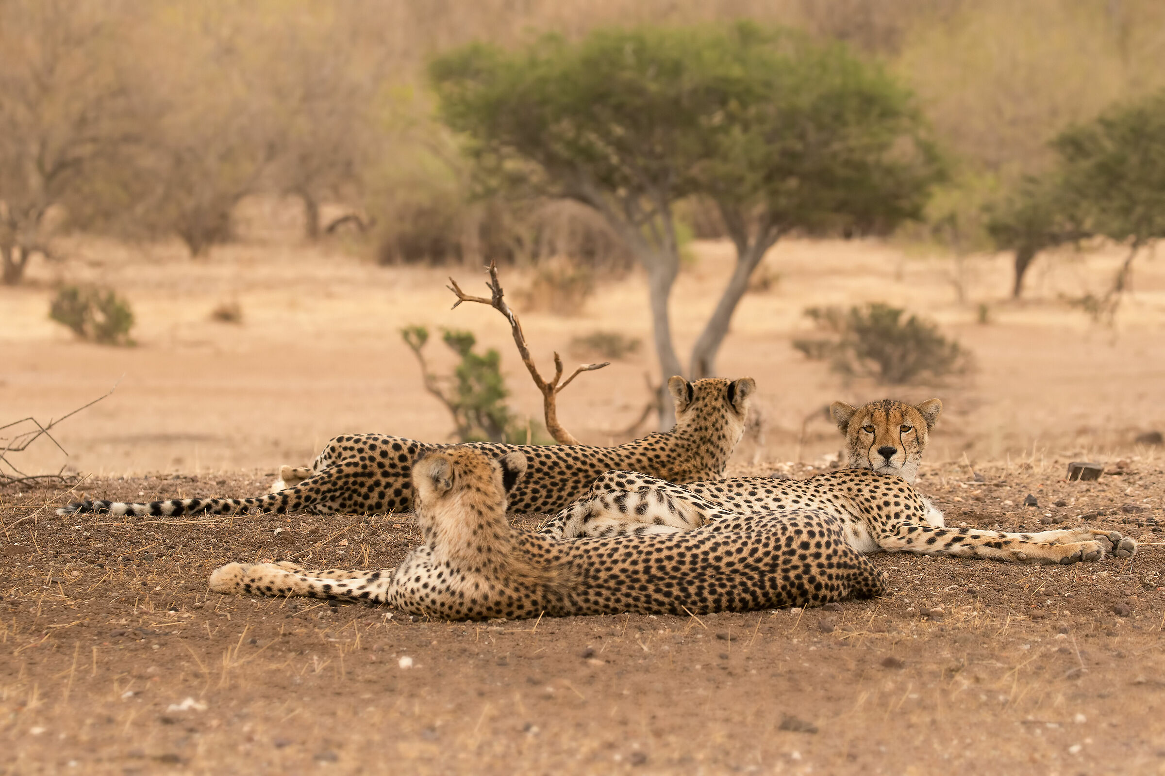 Cheeta's family...