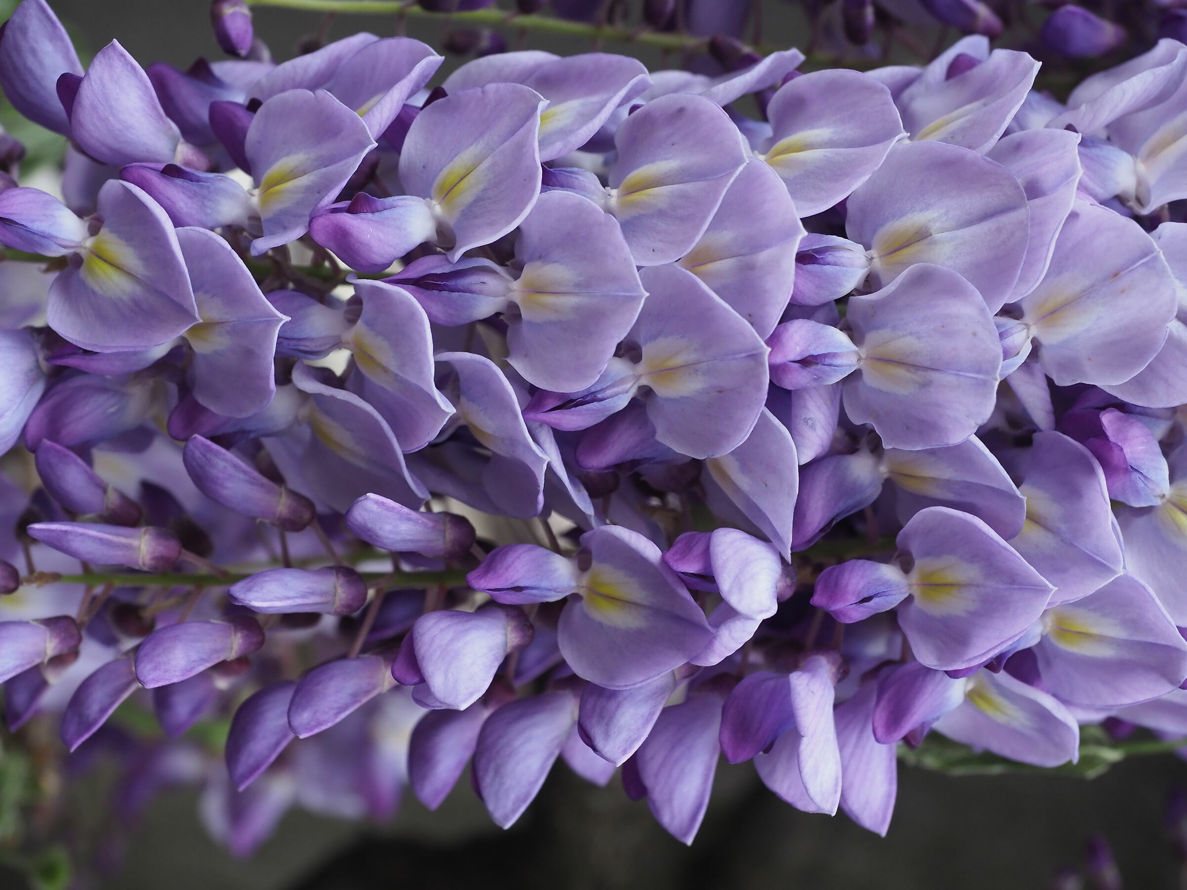 Wisteria....