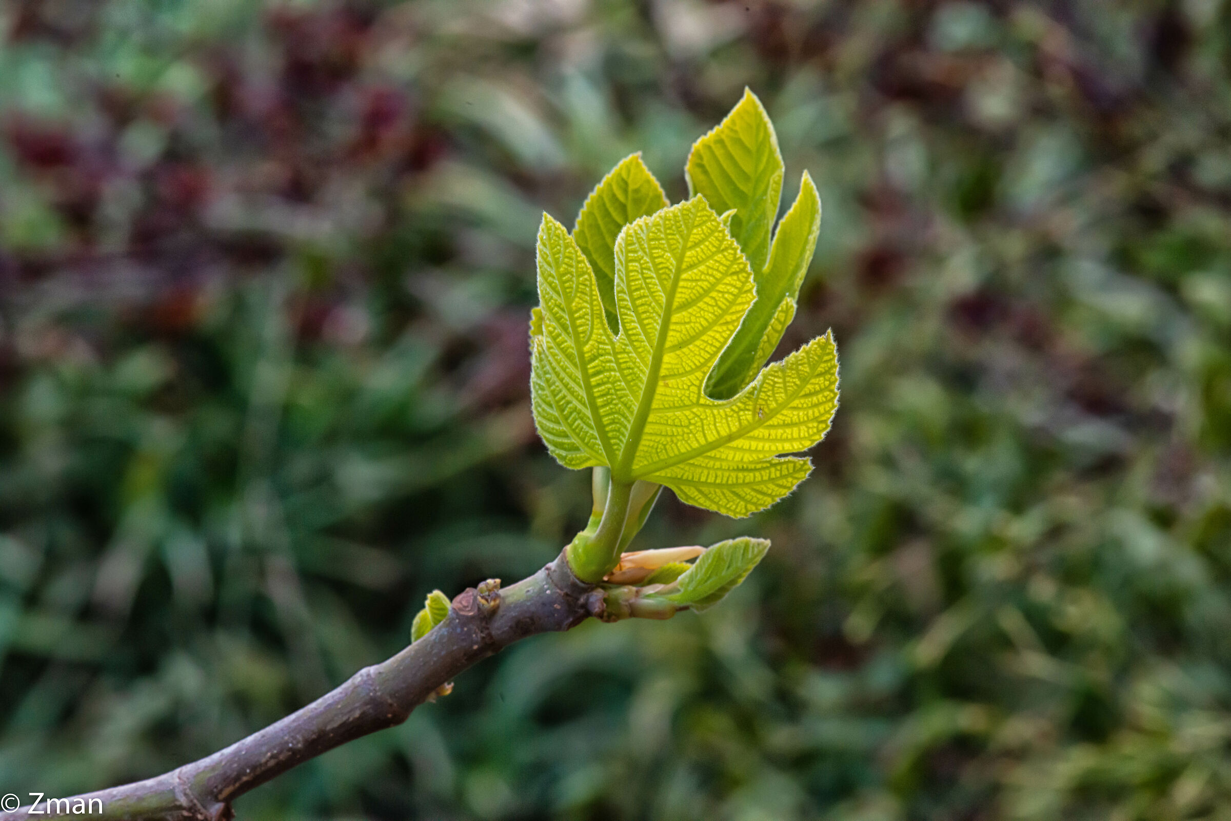 Fig Leaves...