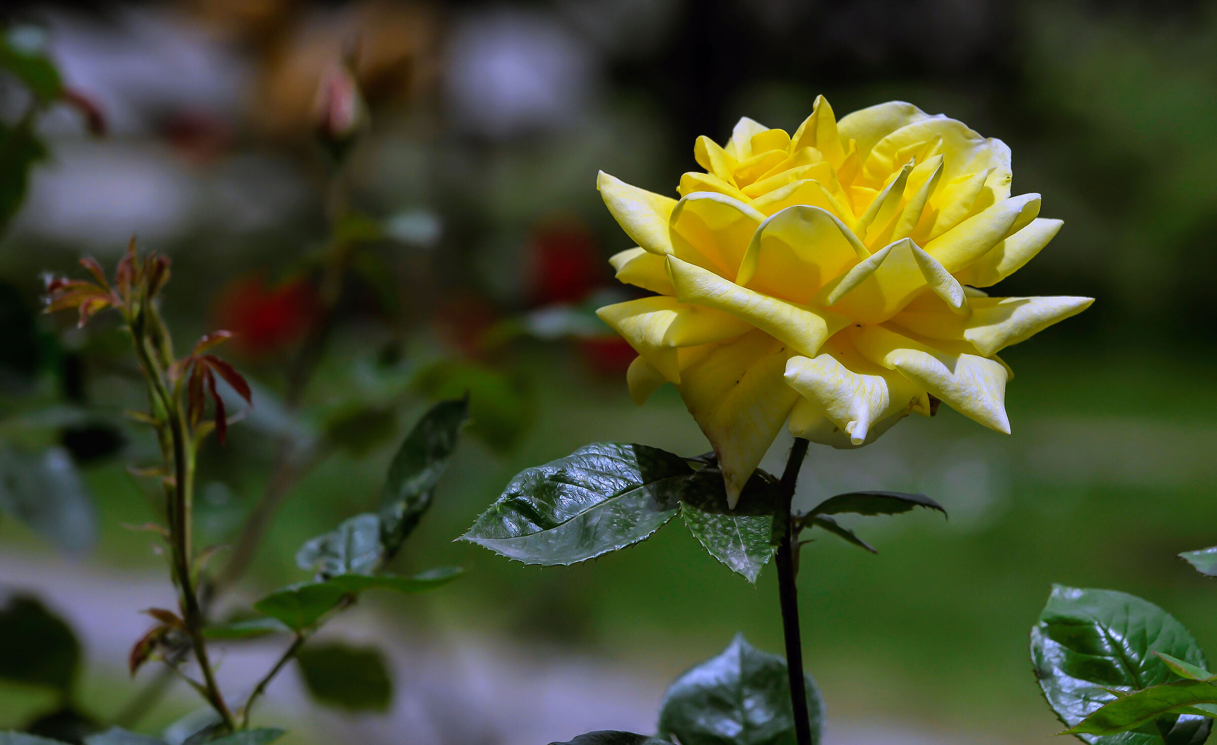 Yellow Rose...