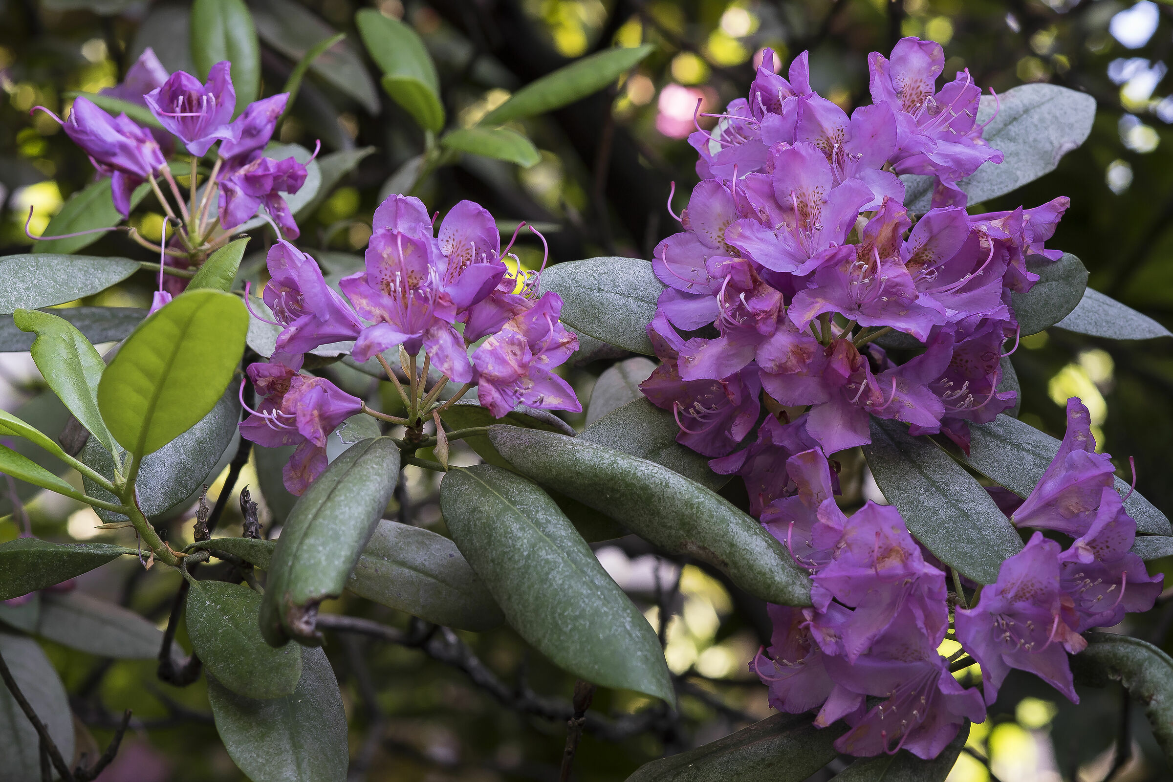 Rhododendrons-11...