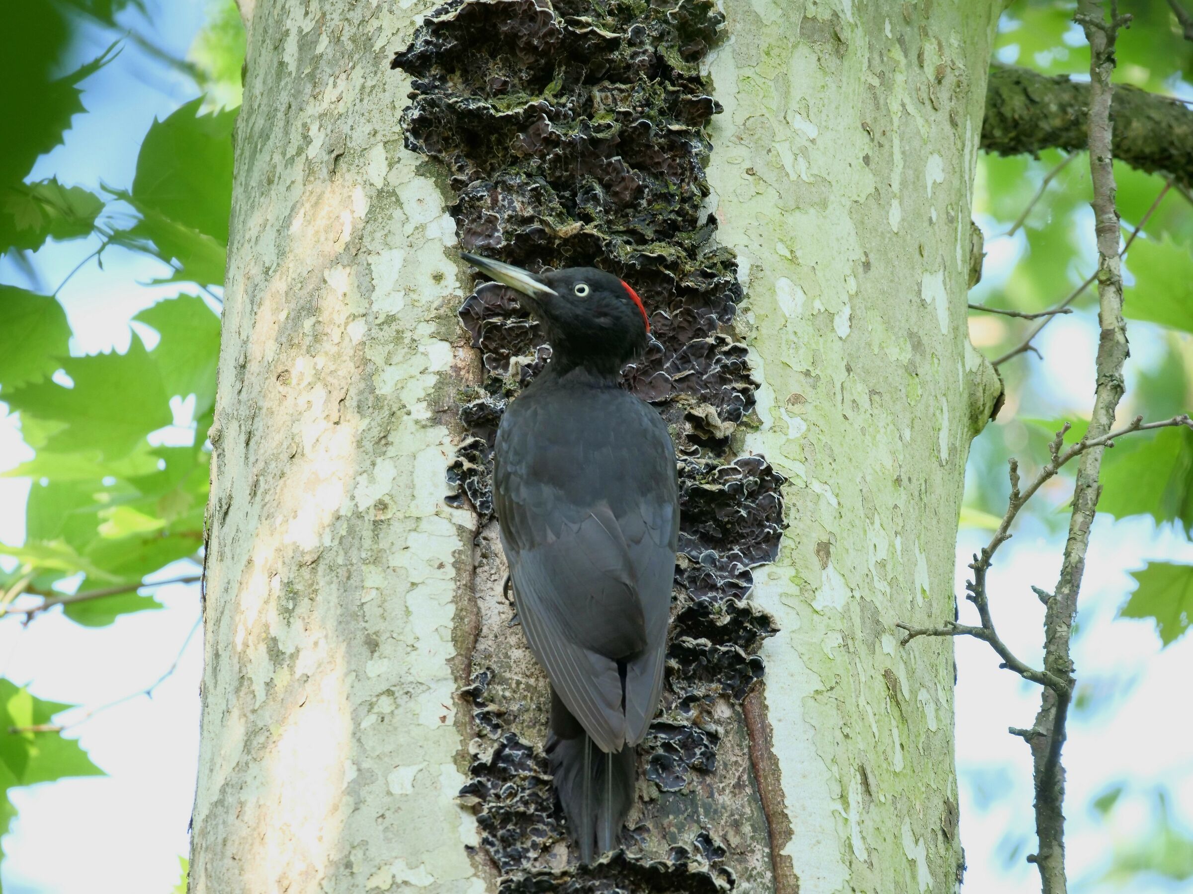 Black woodpeckers (Dryocopus Martius) female...