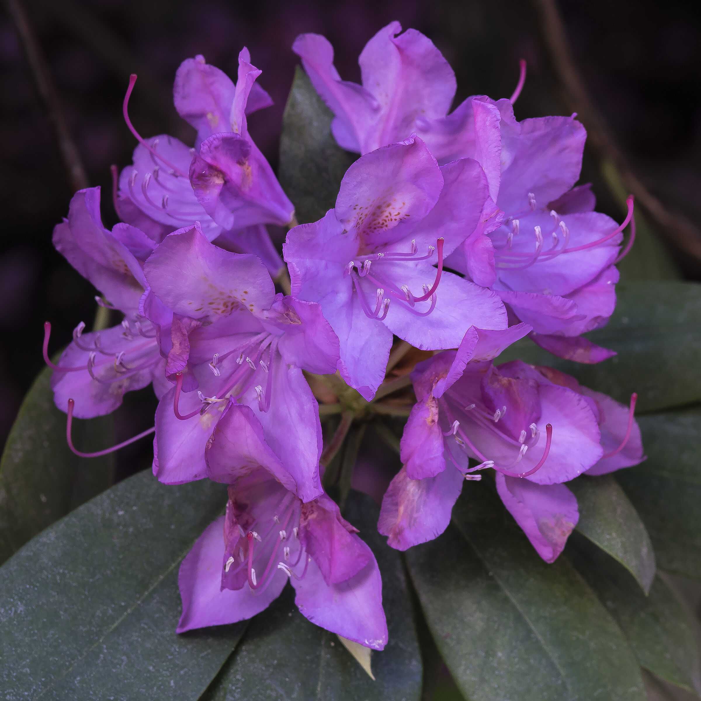 Rhododendron Catawbiense - 16...