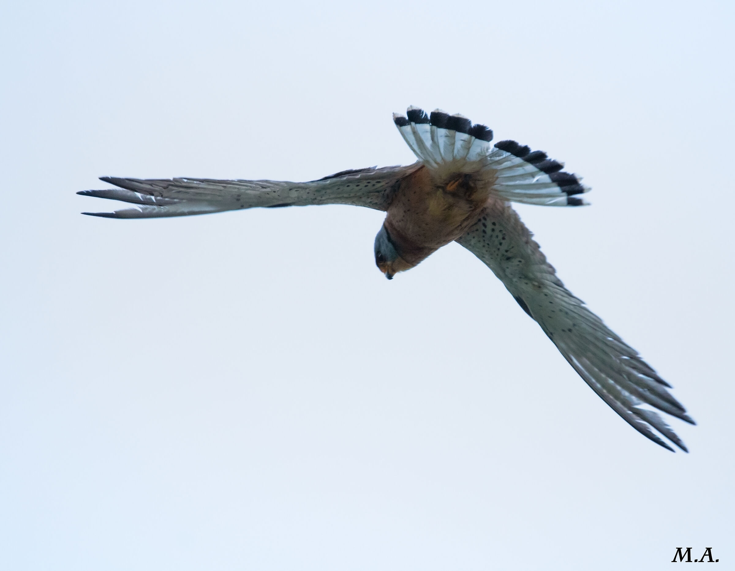 Falco Lesser Kestrel Male...