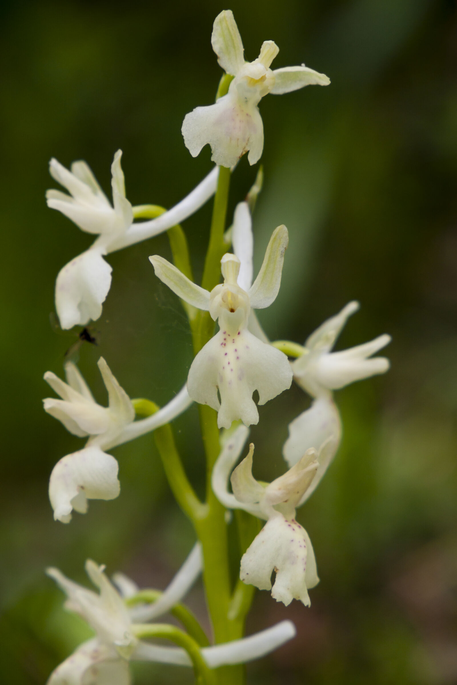 Orchis provincialis ...