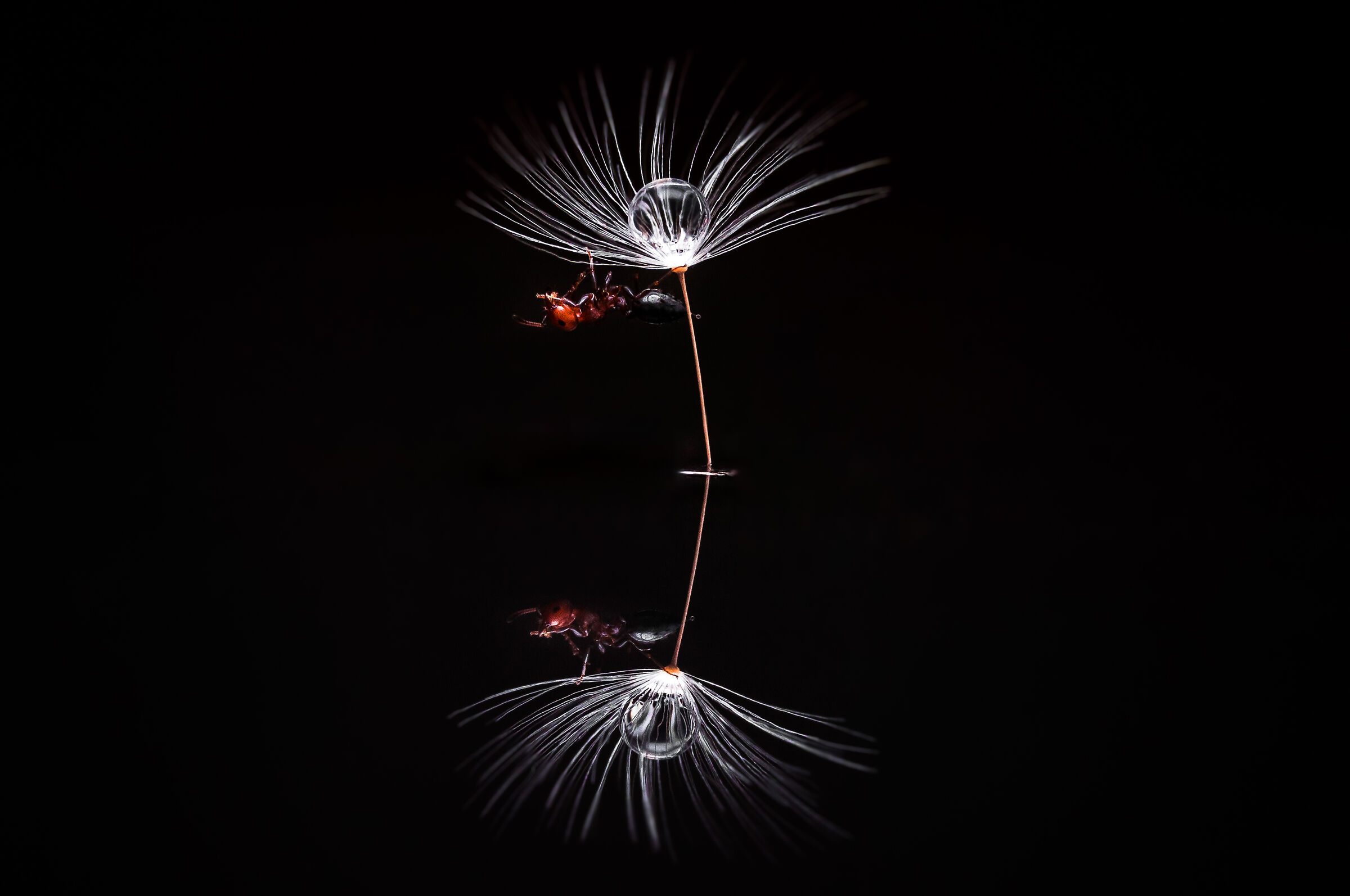 Drops and flowers Reflections Mario Nicorelli...