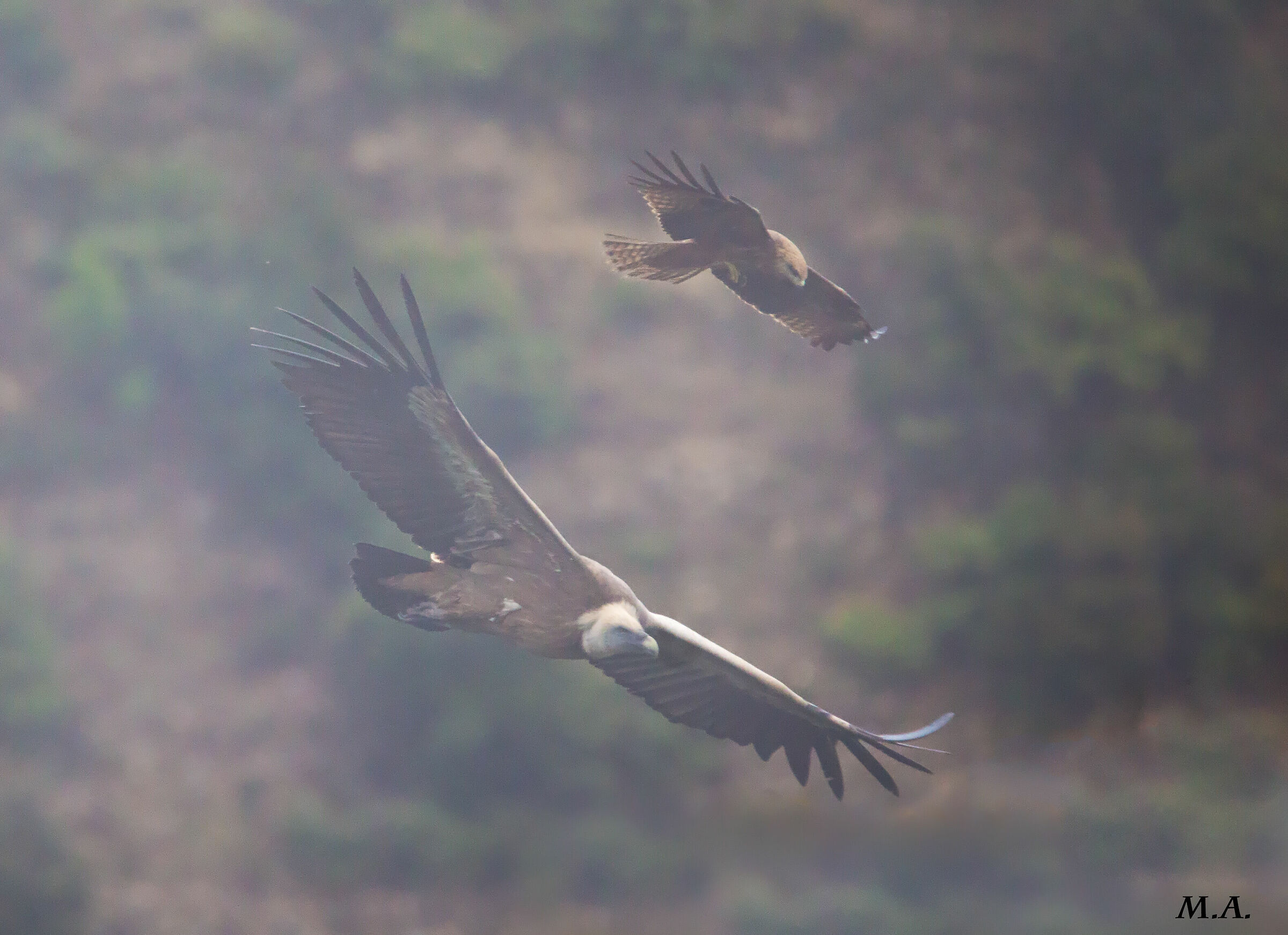Griffon Vulture and Brown kite in the fog...