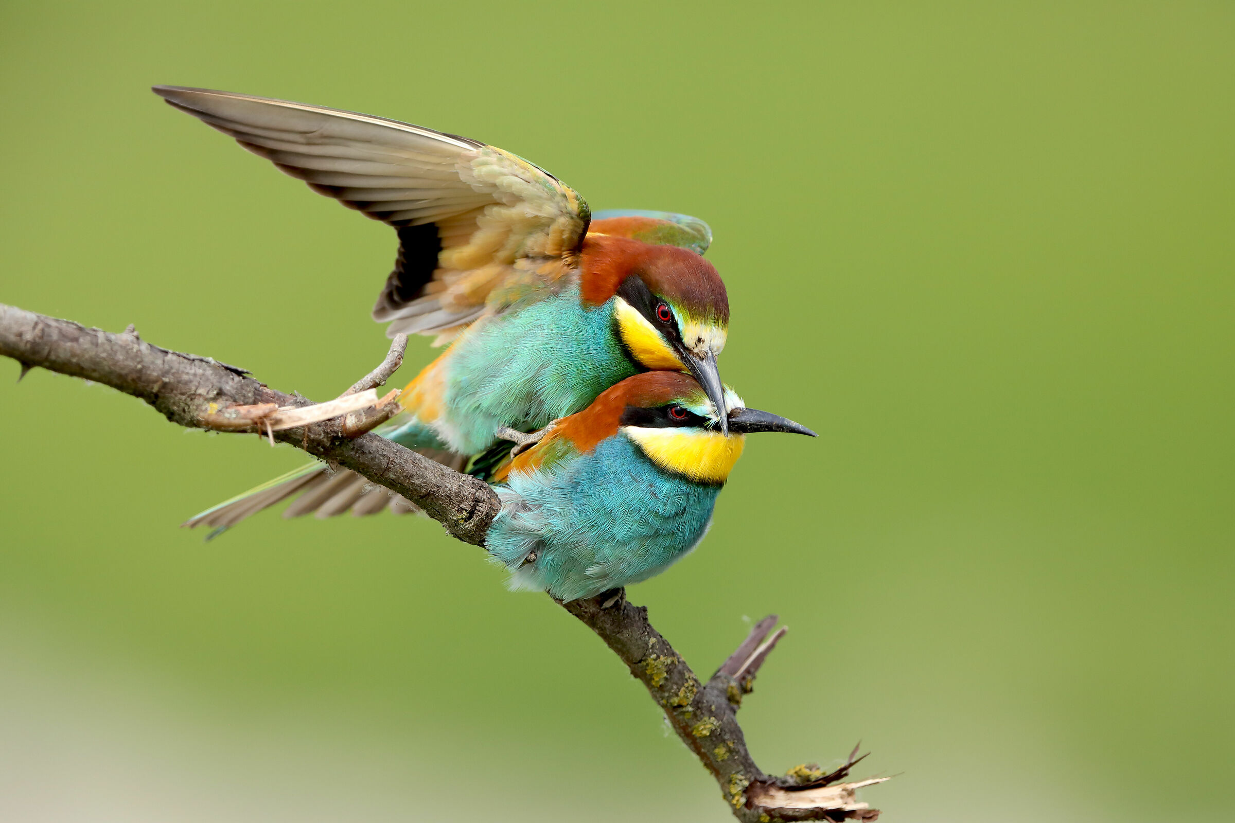 Love of Bee-eaters...