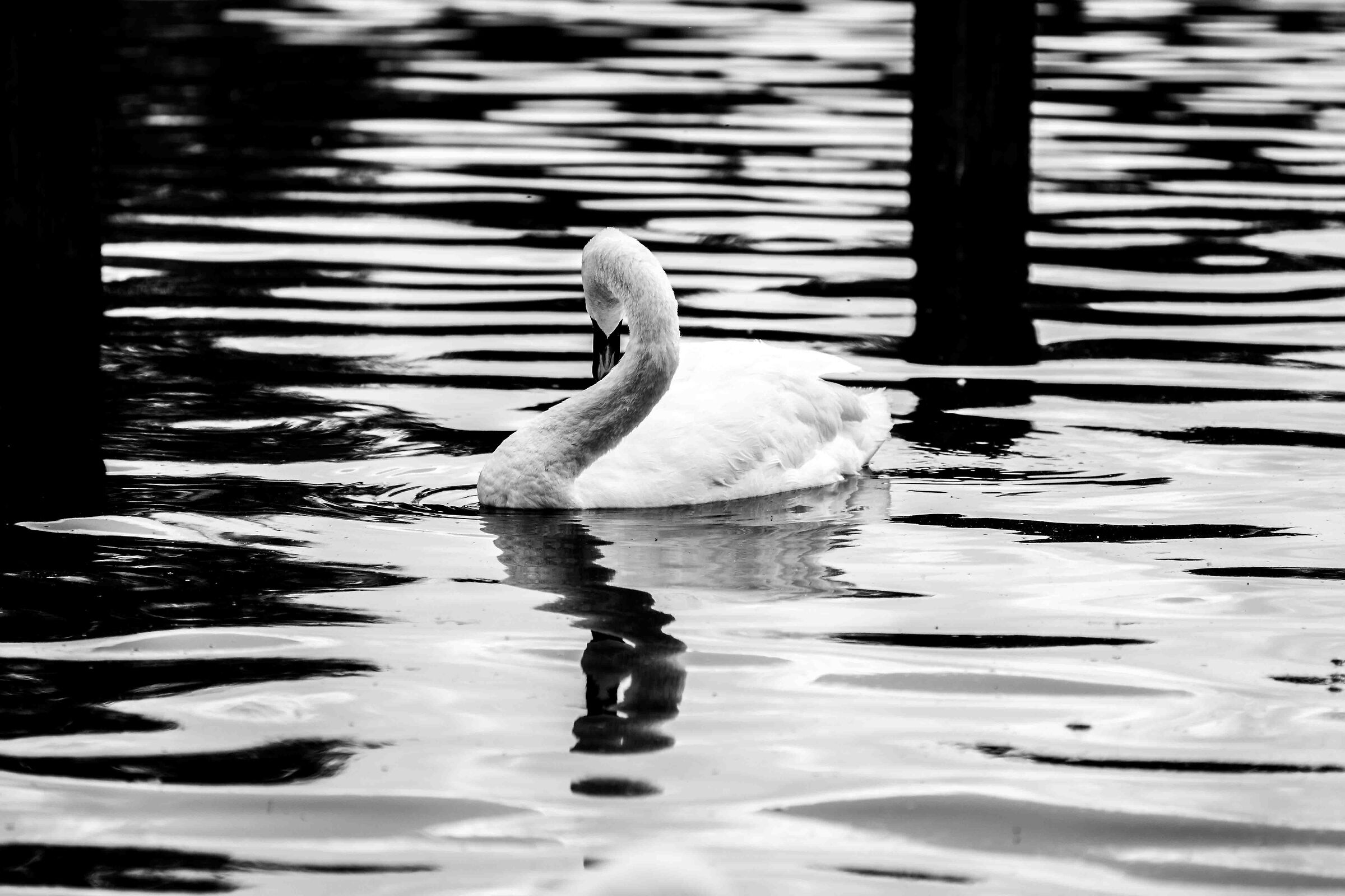 White Swan... and black...