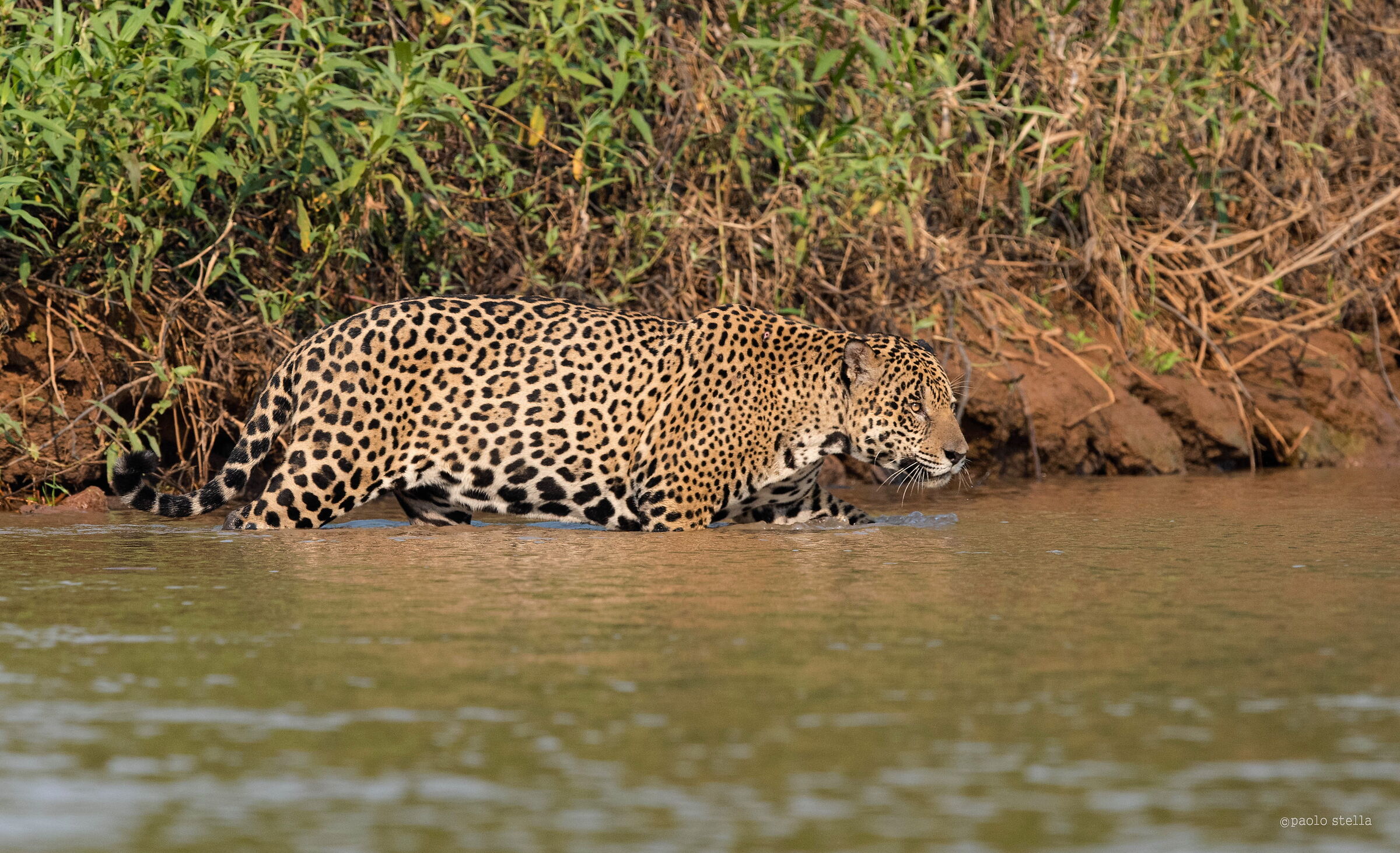 il giaguaro nel rio...