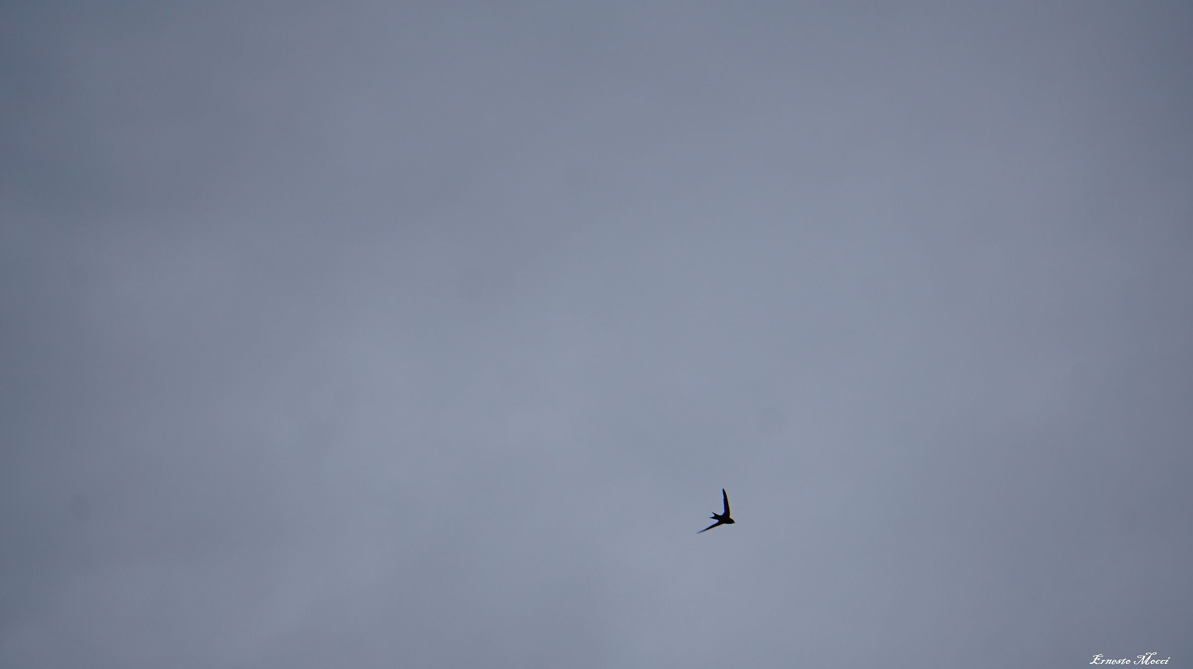 Bad weather-but a swallow does not spring?...