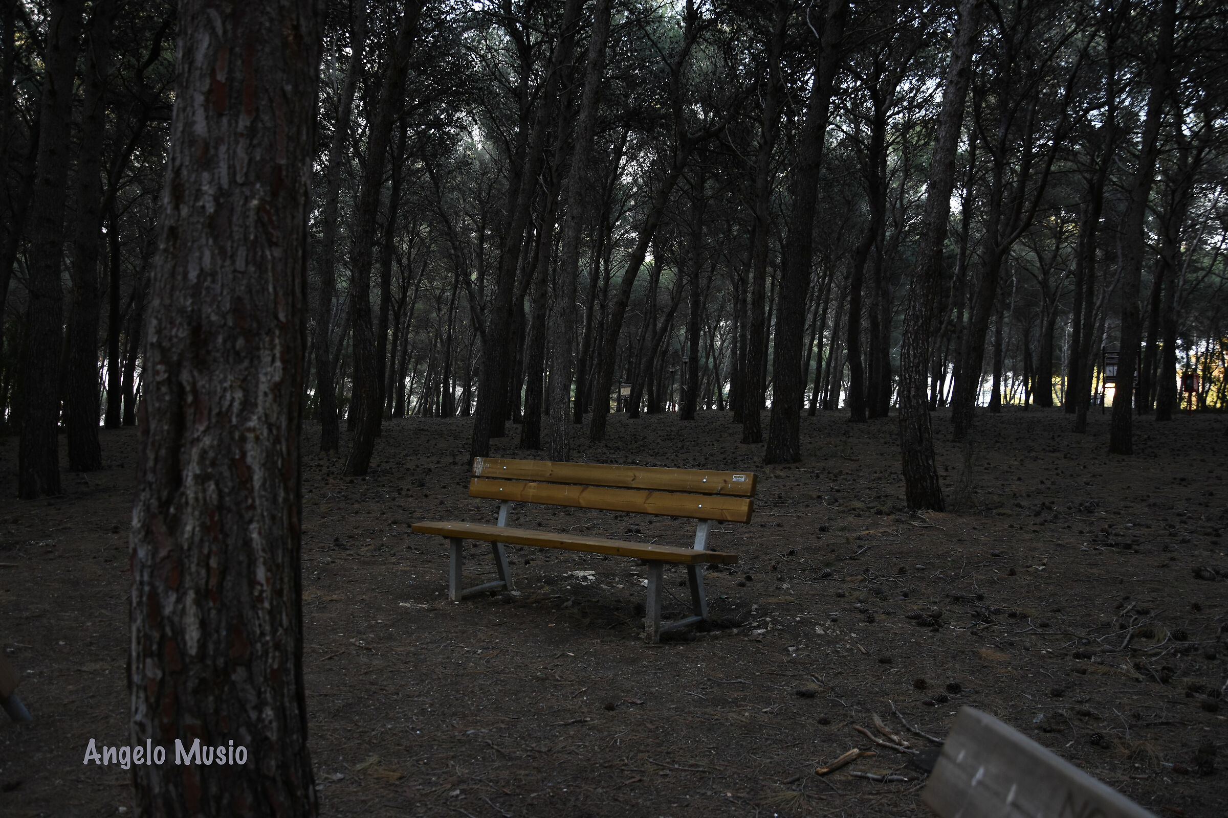 Lonely Bench ...