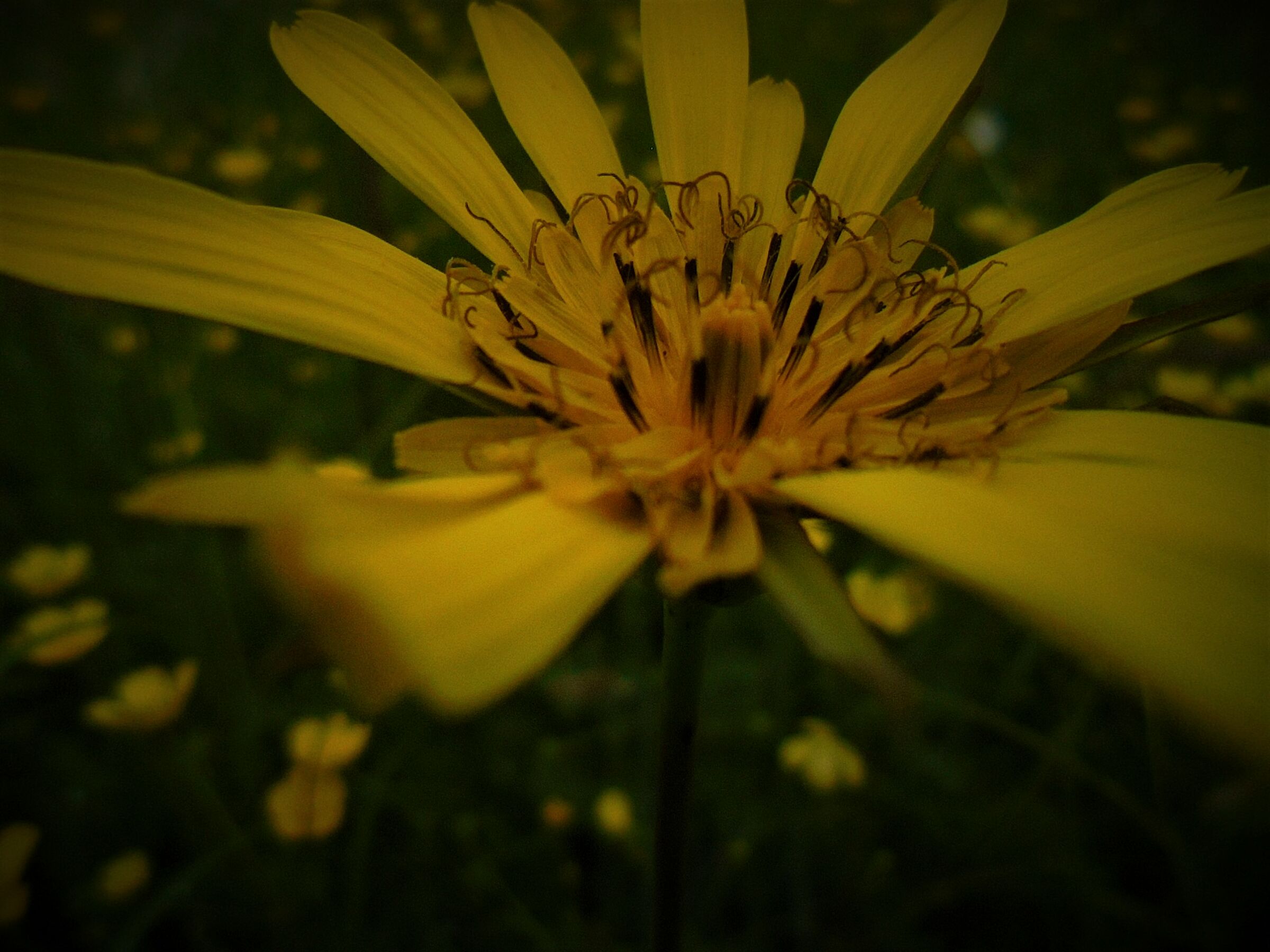Fiore giallo...