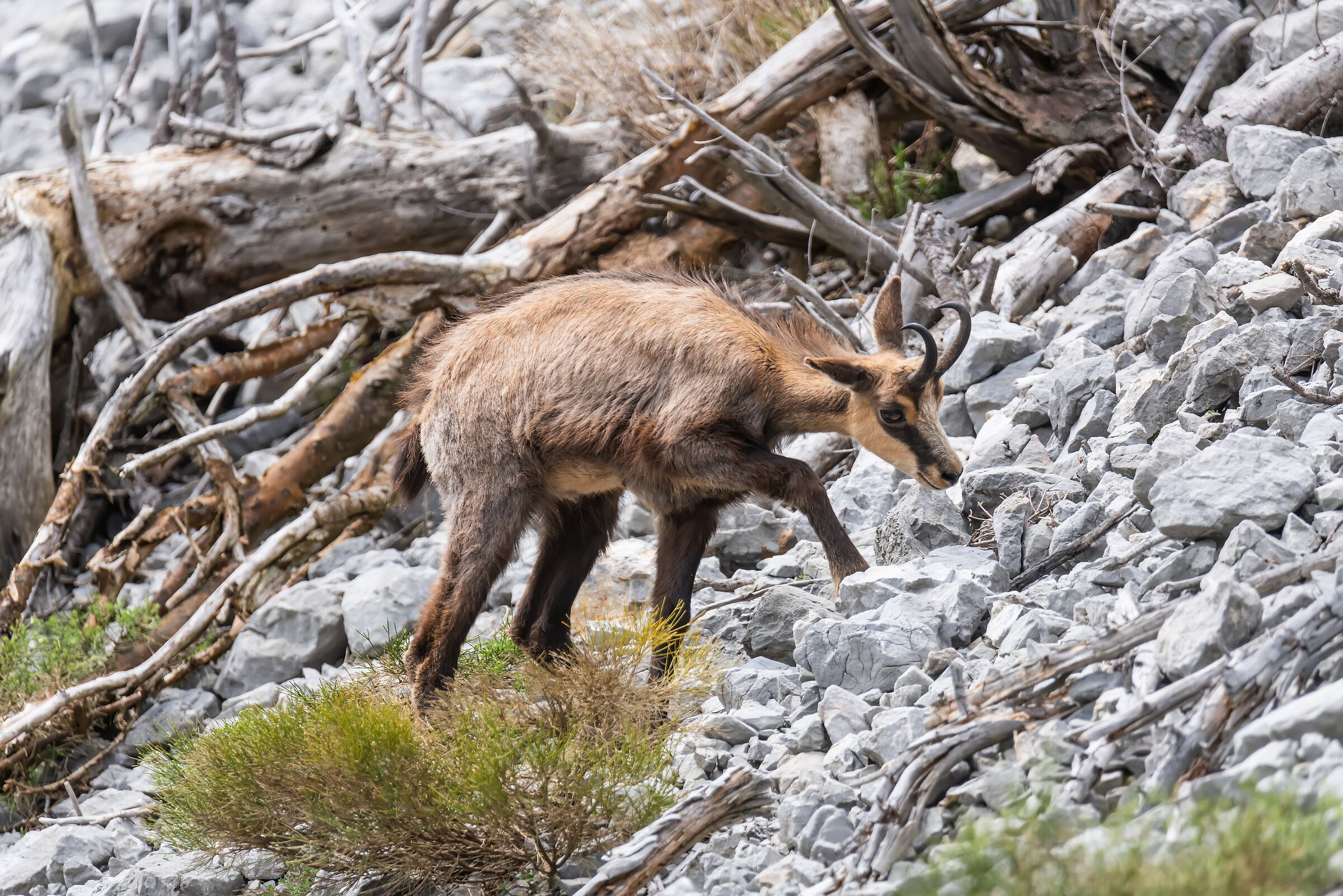 Young Chamois May 2019...