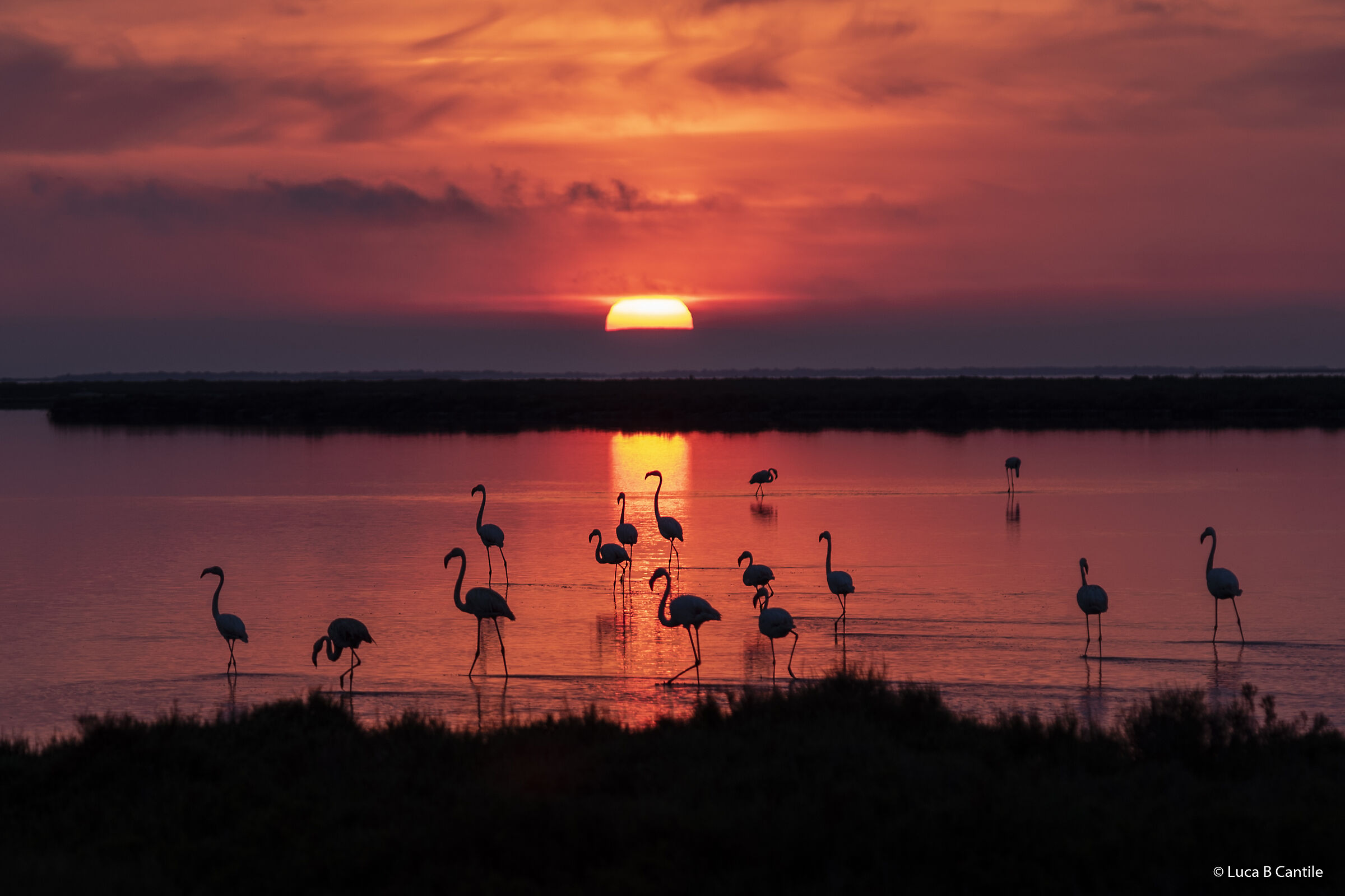 Flamingos SunSet...