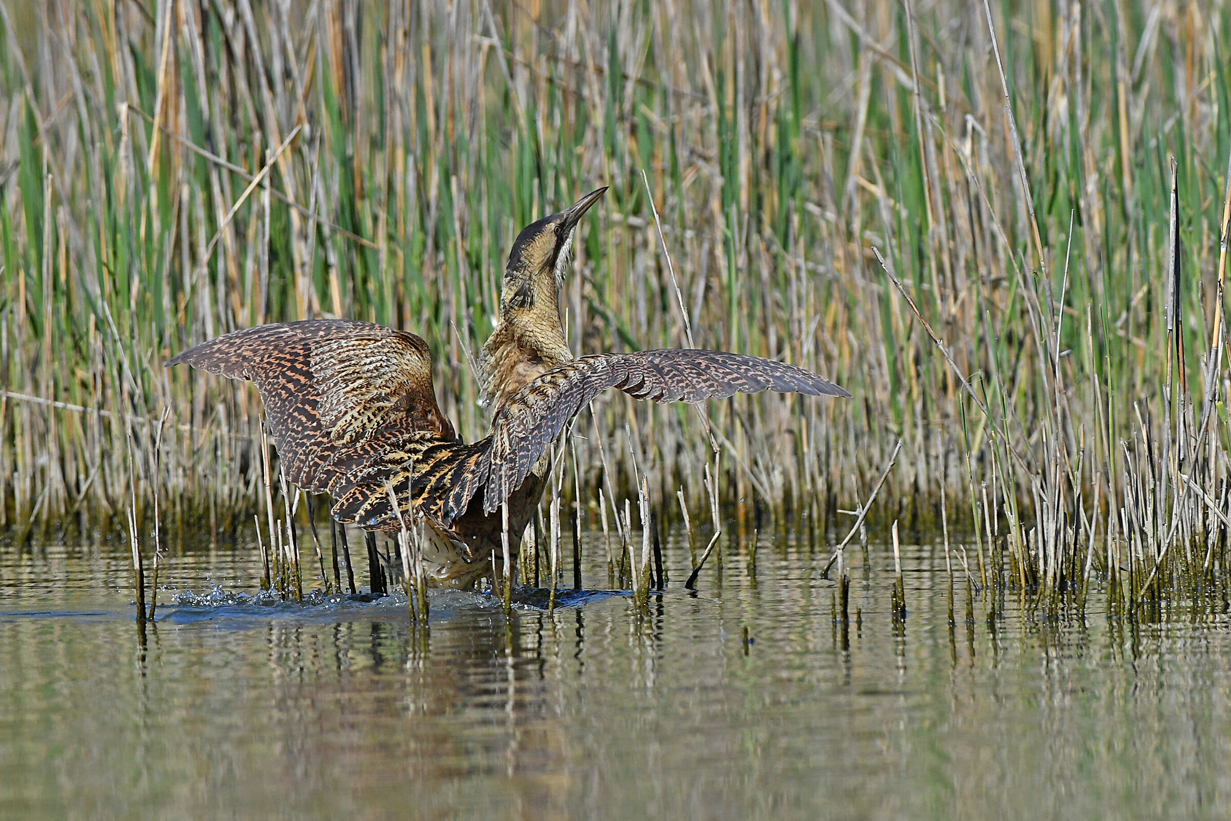 Stories of Feathers 3 (Bittern)...