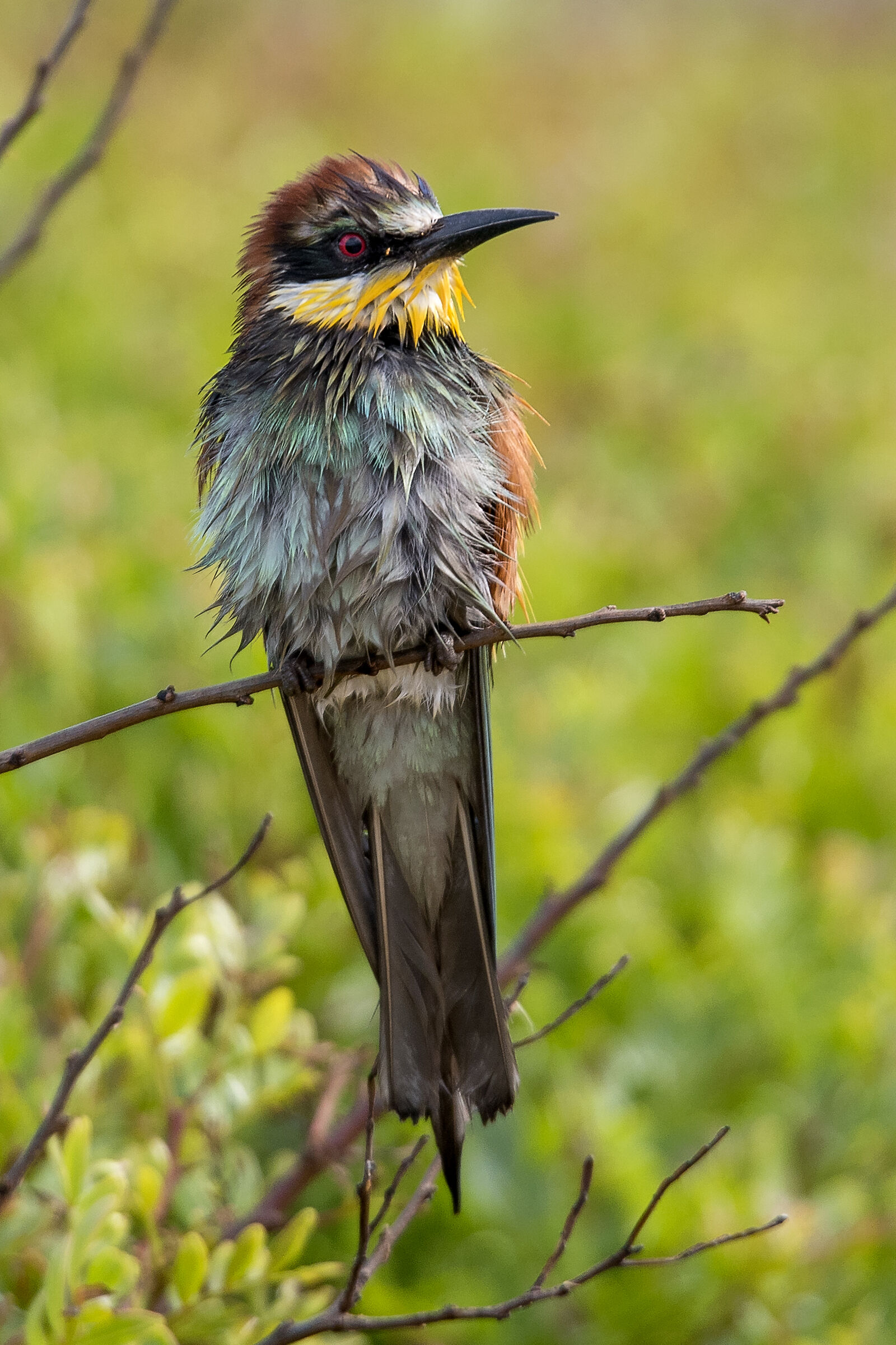 Wet Bee-eater ...