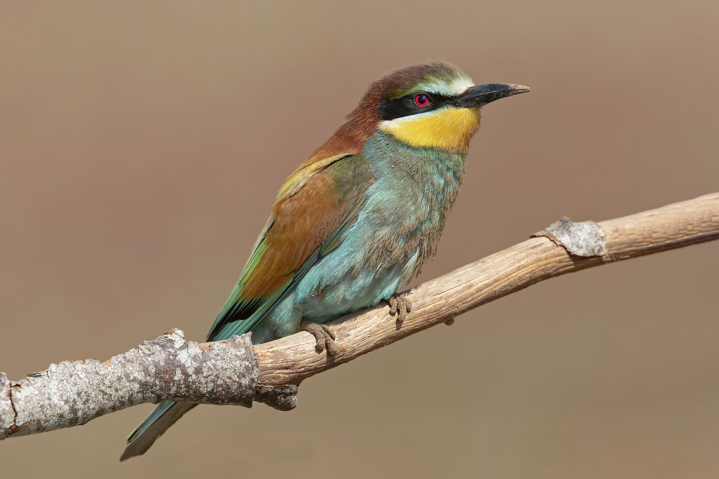 First Bee-eater 2019...
