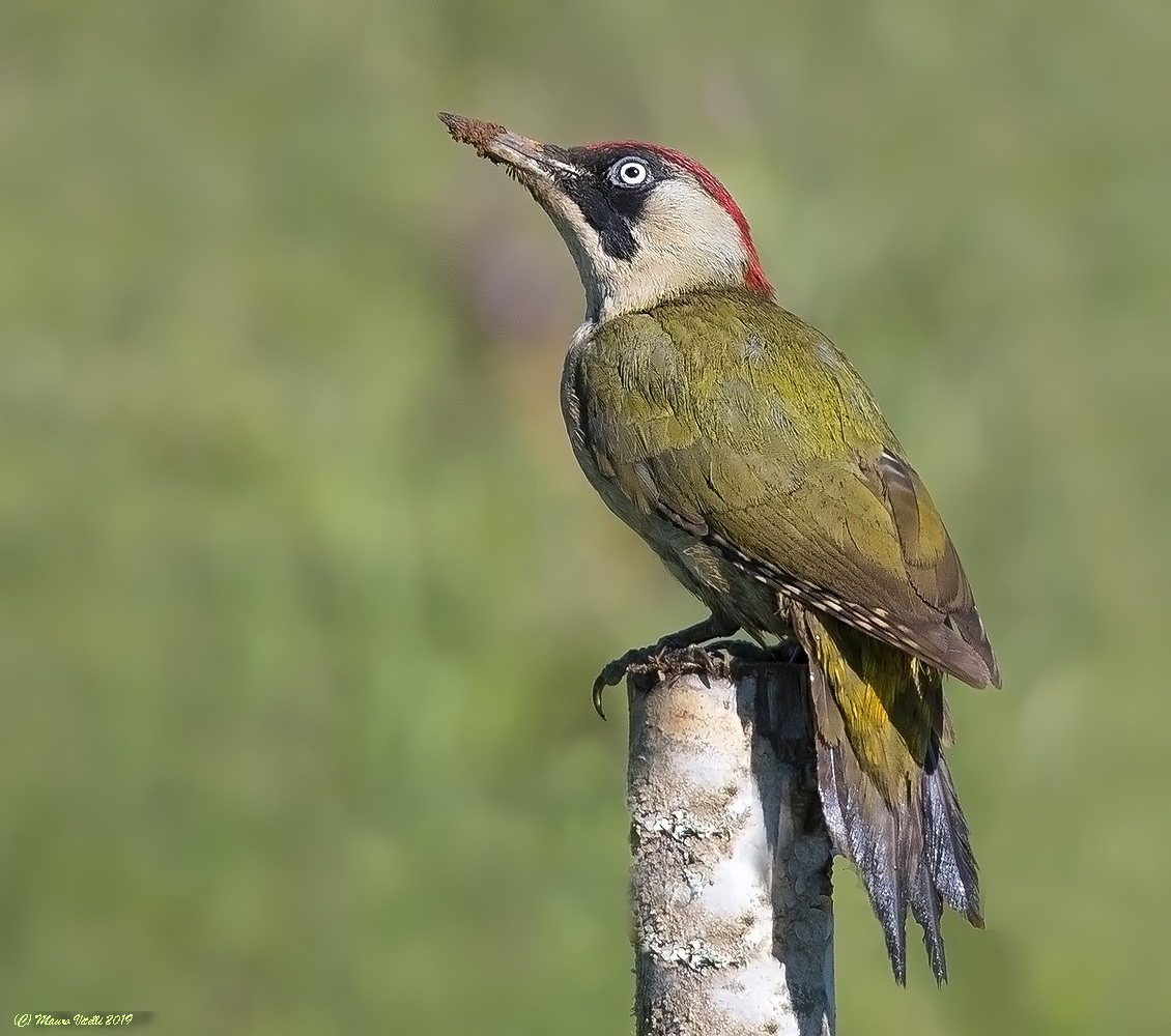 Green woodpeckers (Picus VirDIS)...