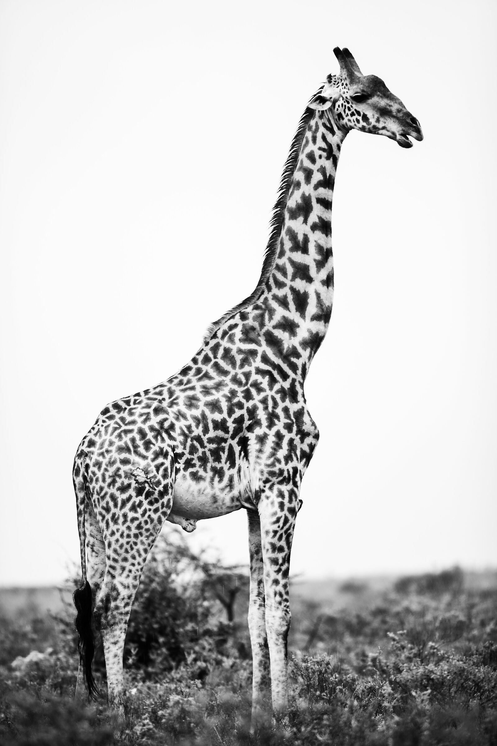 Giraffa...