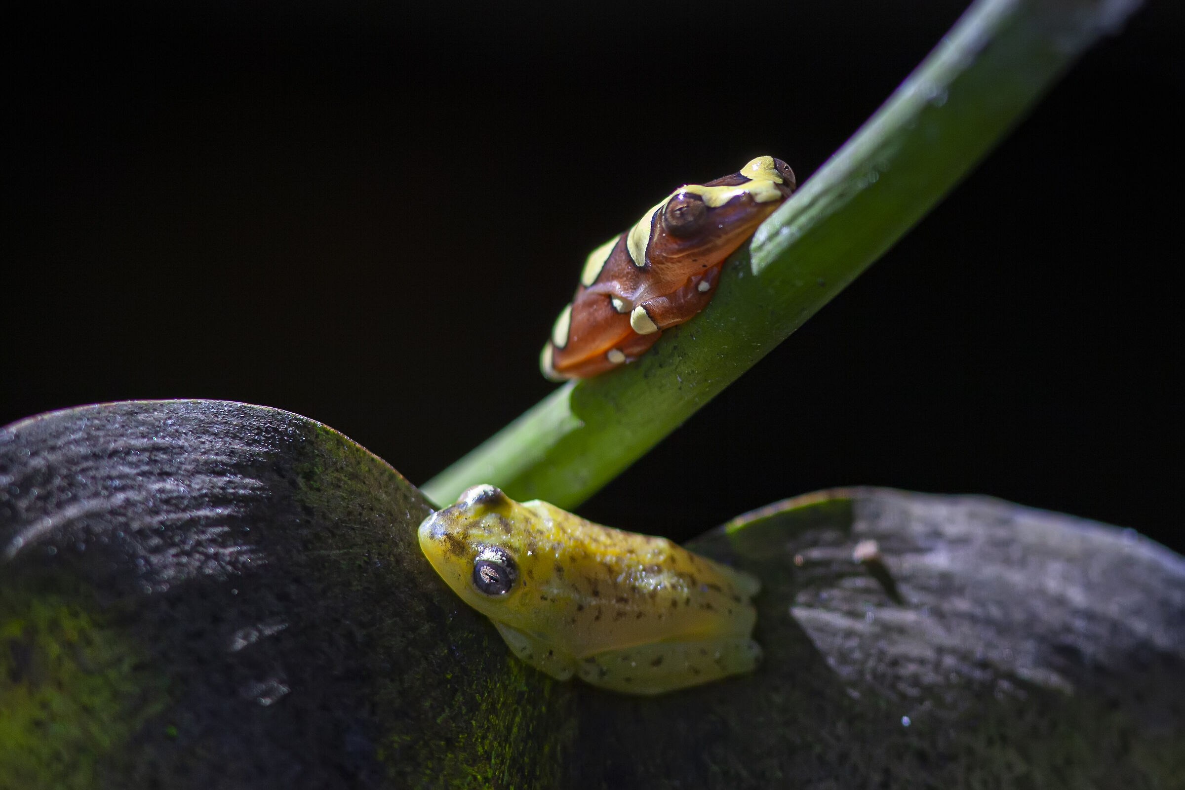 Poison frogs with colors...