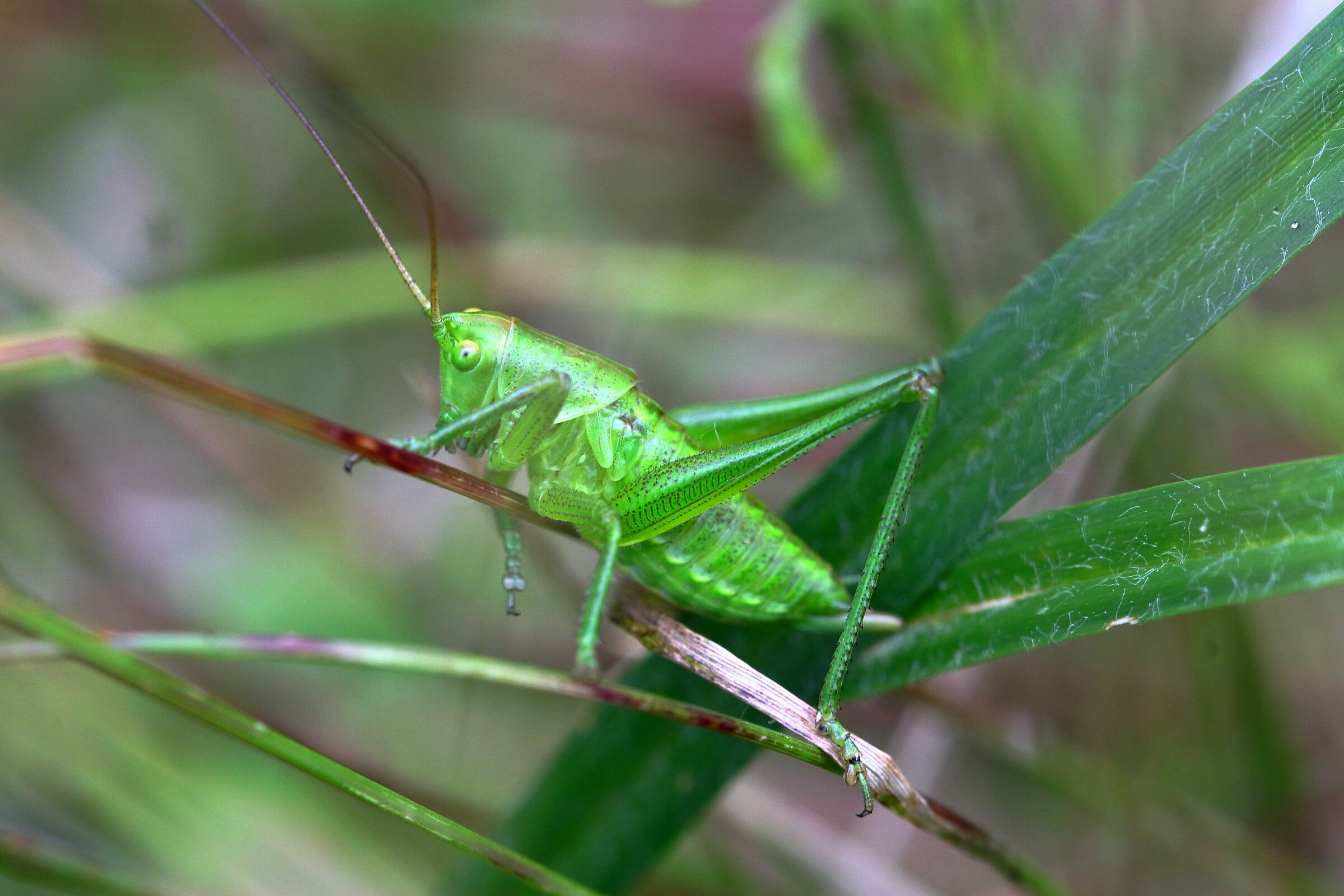 grasshopper in the grass...