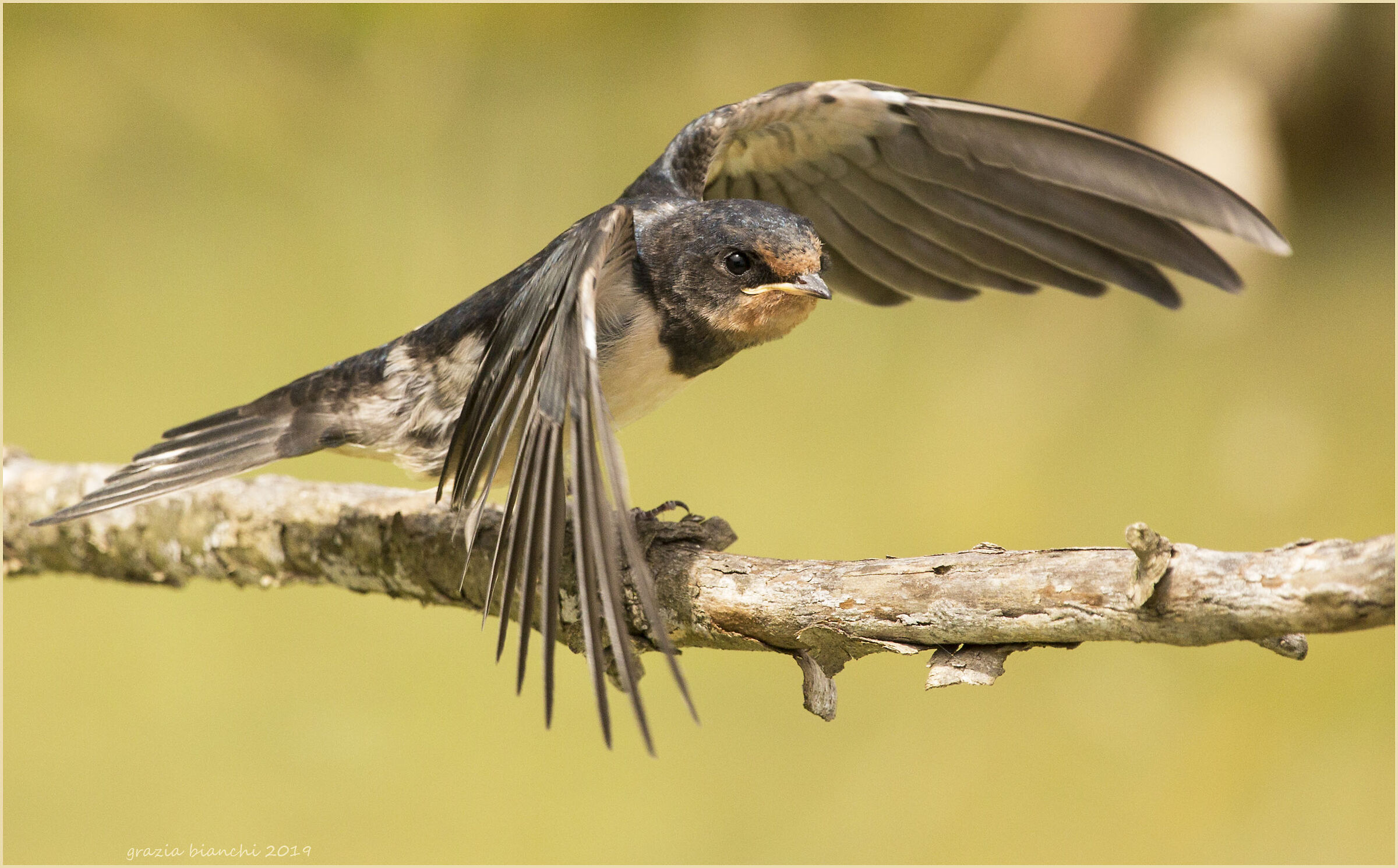 Small Swallow Joint (Hirundo rustica)-Park of the...