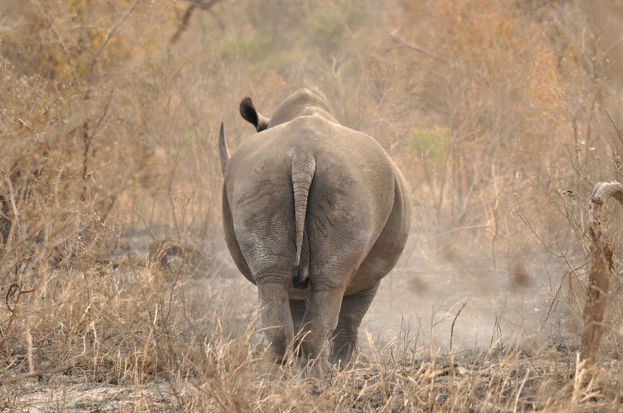 Rhino from behind...