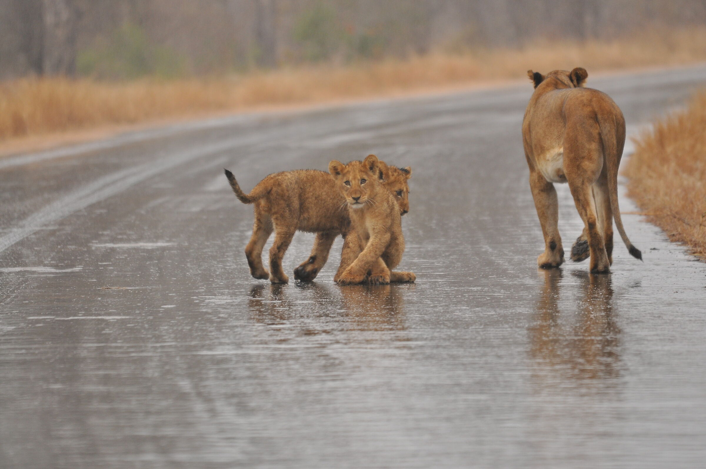 Lions on the road...