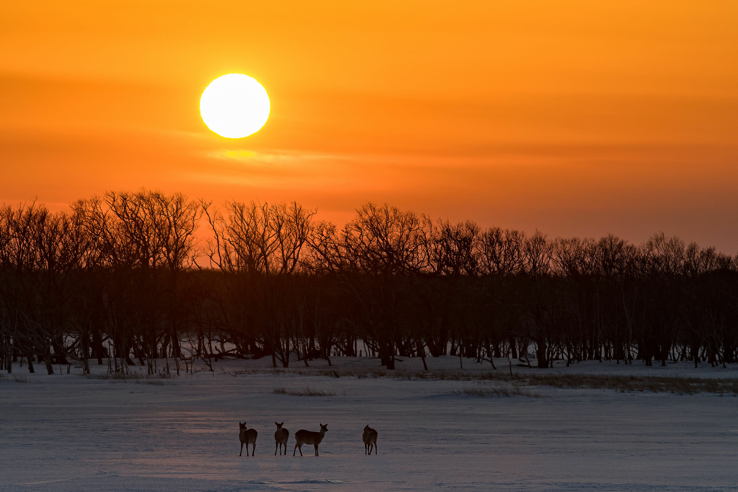 Sunset with Sika Deer...