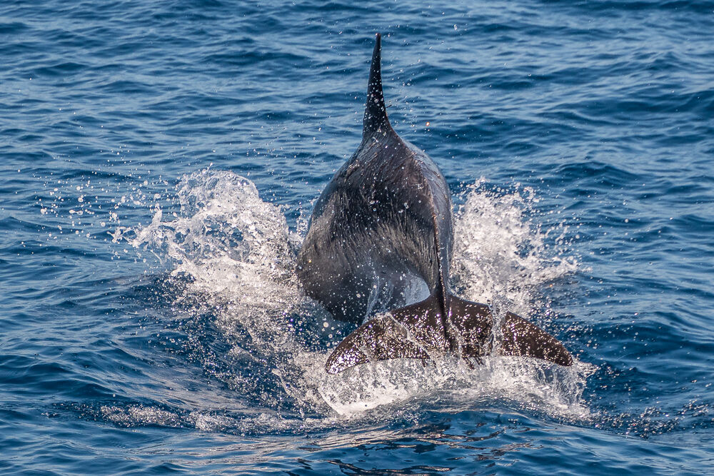 Diving Dolphin...