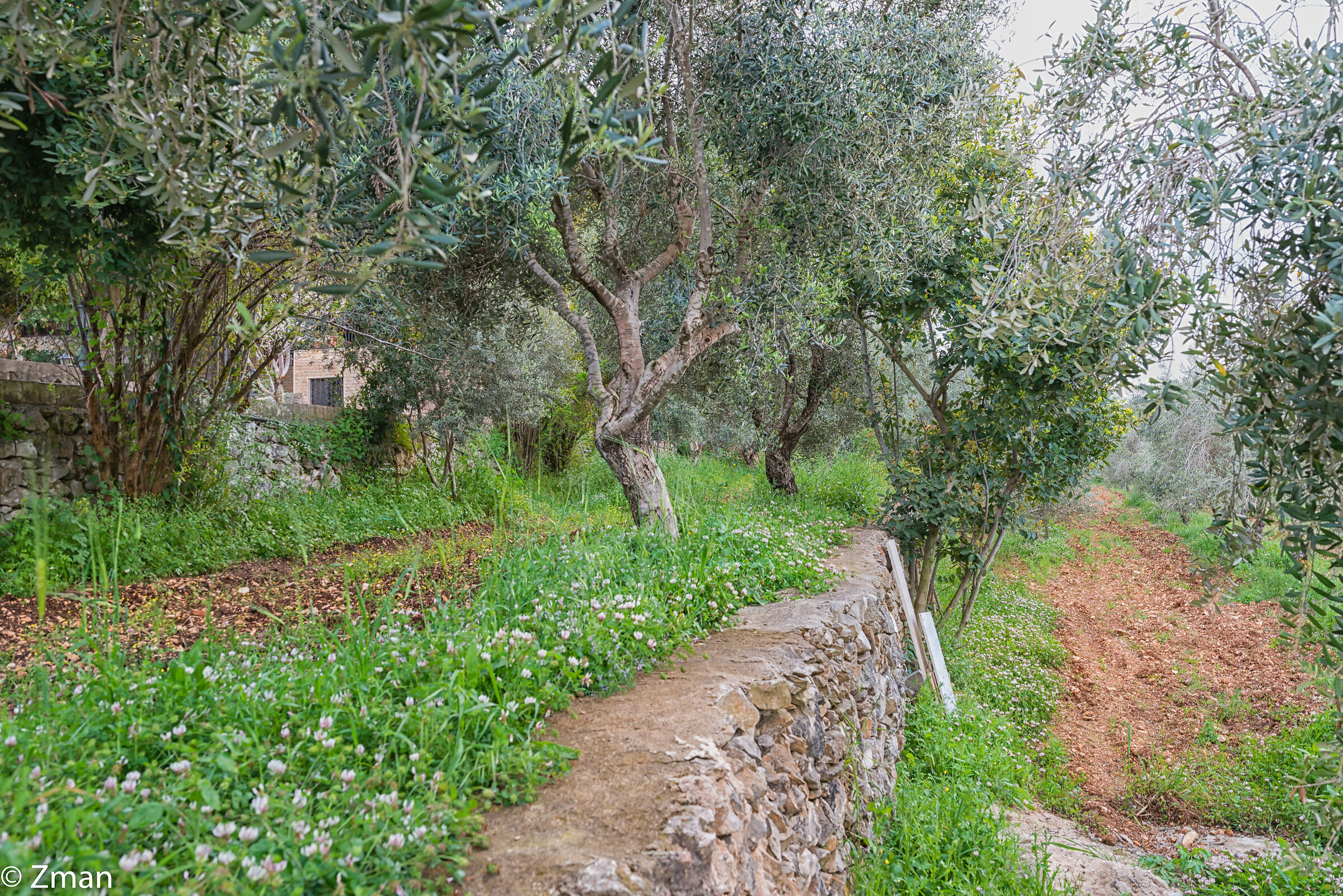 Olive Trees...