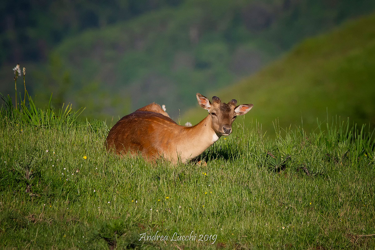 Young Deer...
