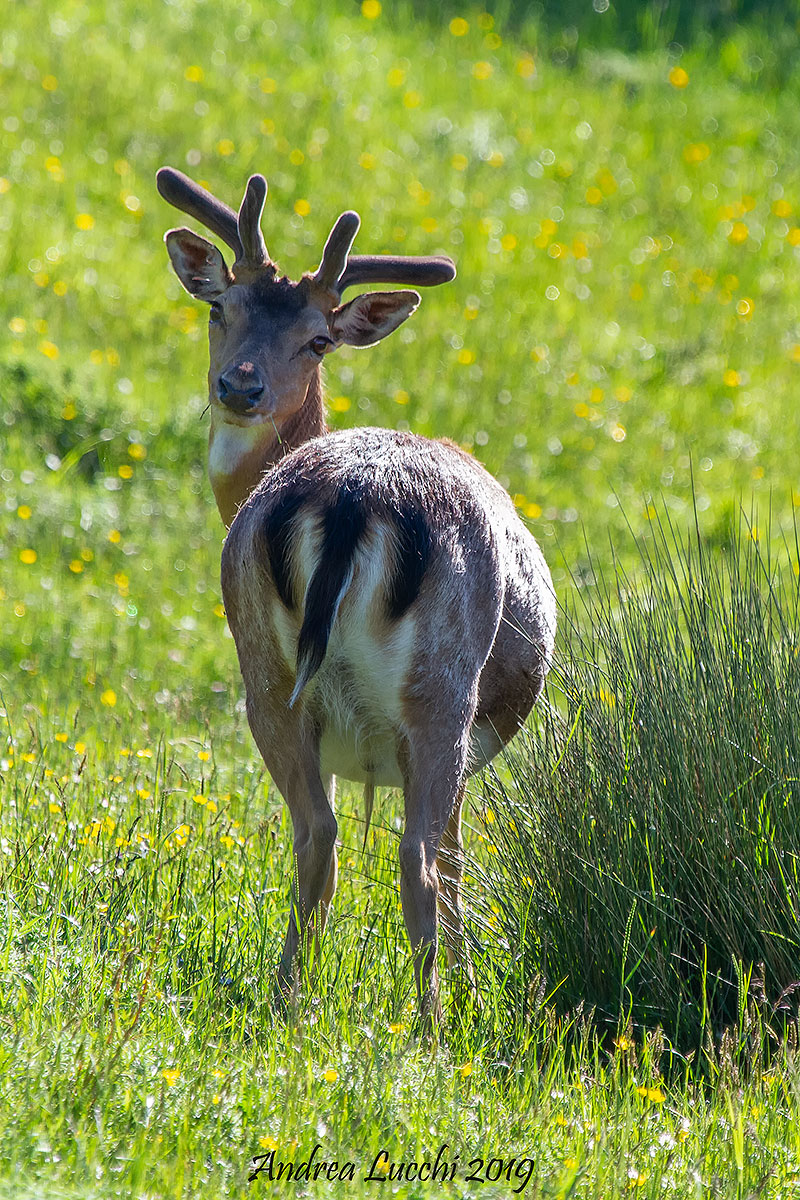 Curious Young Deer...