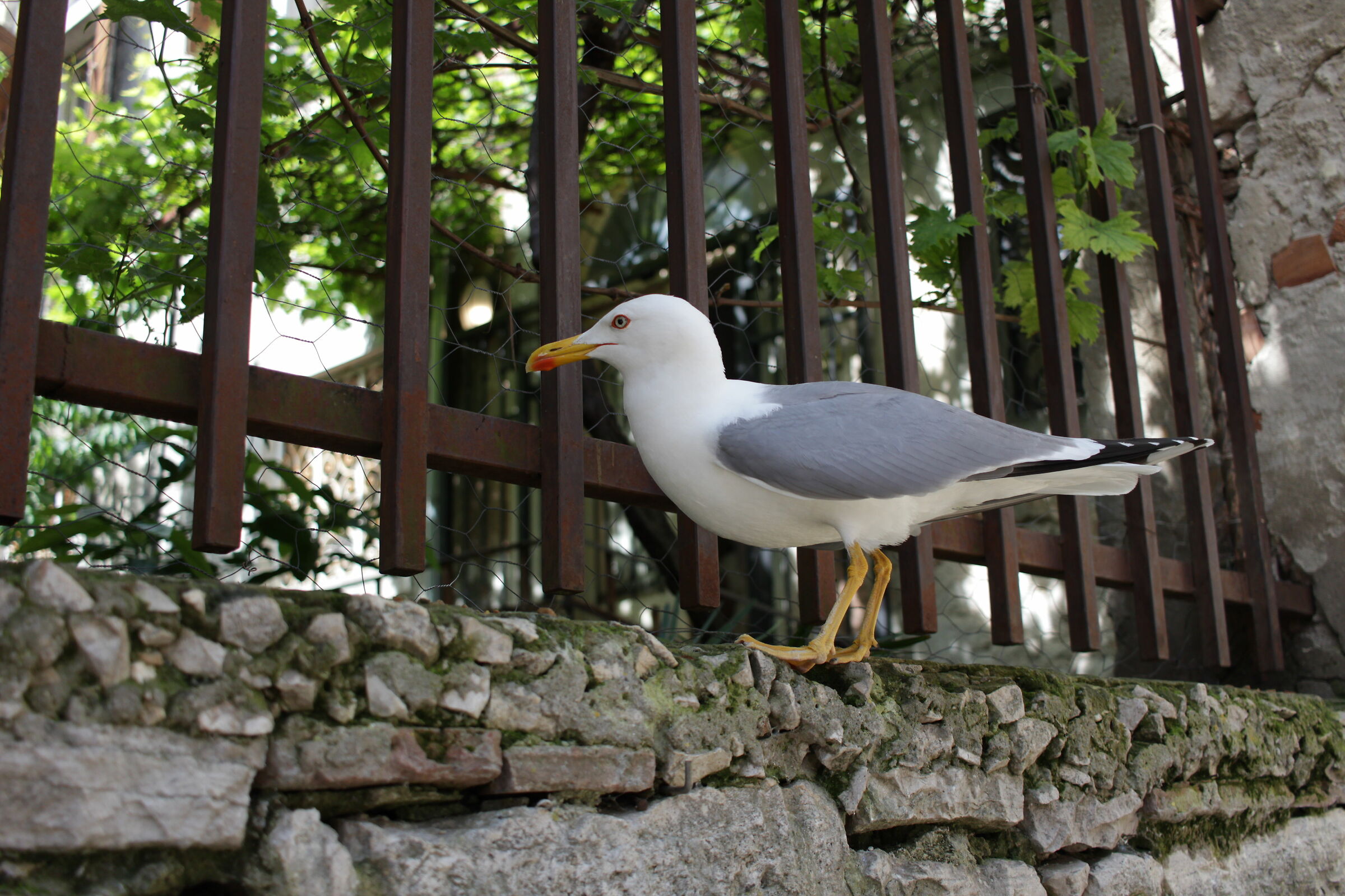 Istrian Seagull...