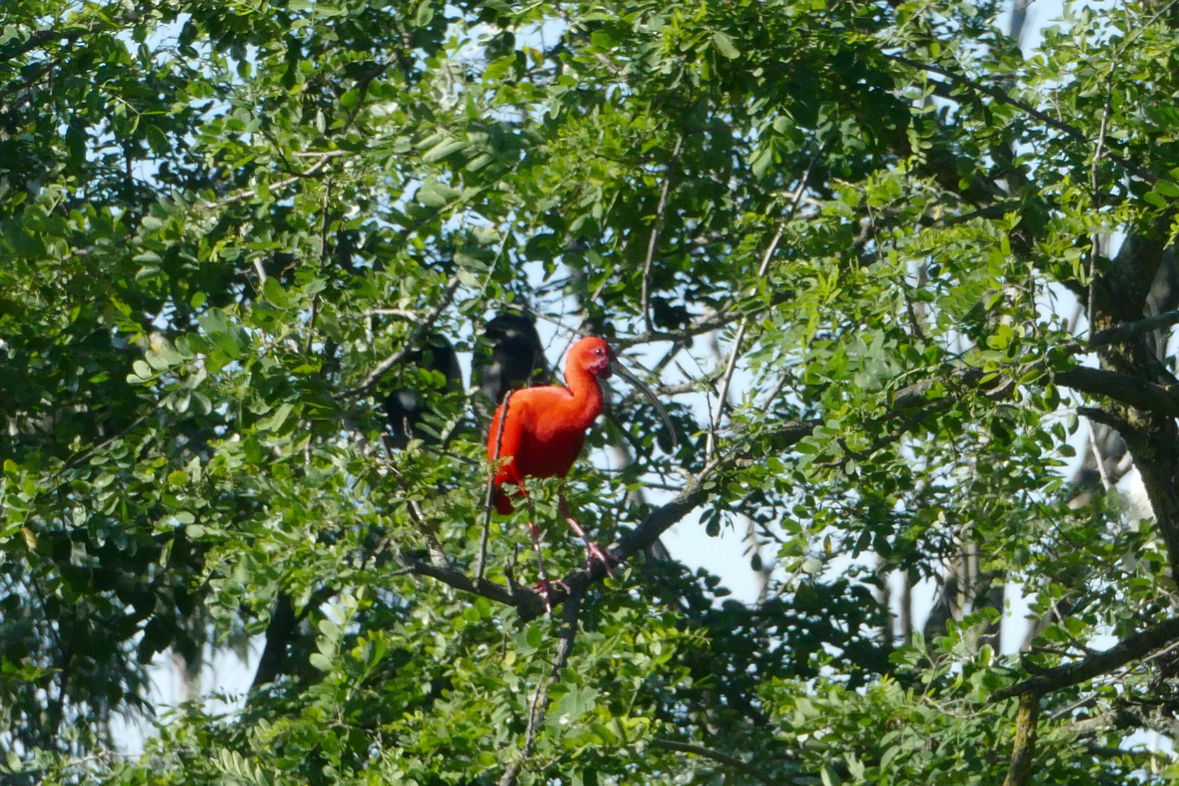 Red Ibis!!...