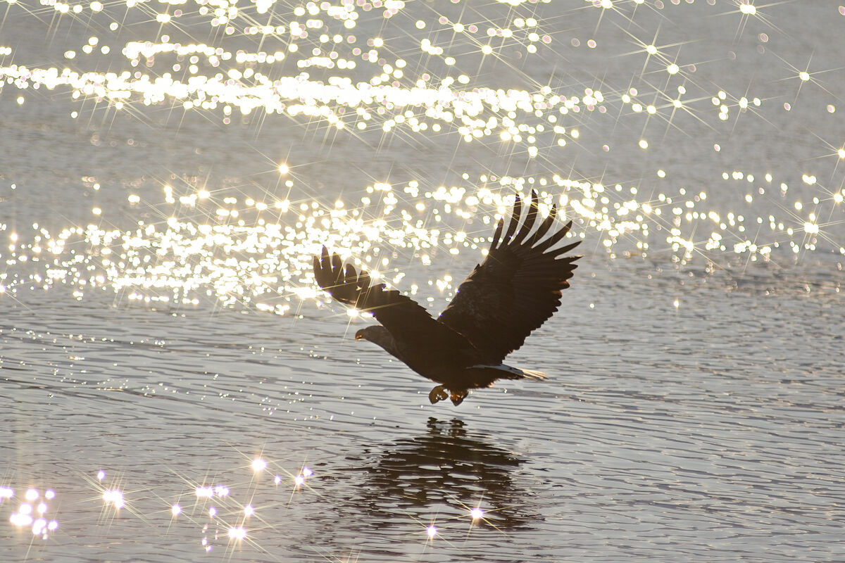 Magic Sea Eagle...