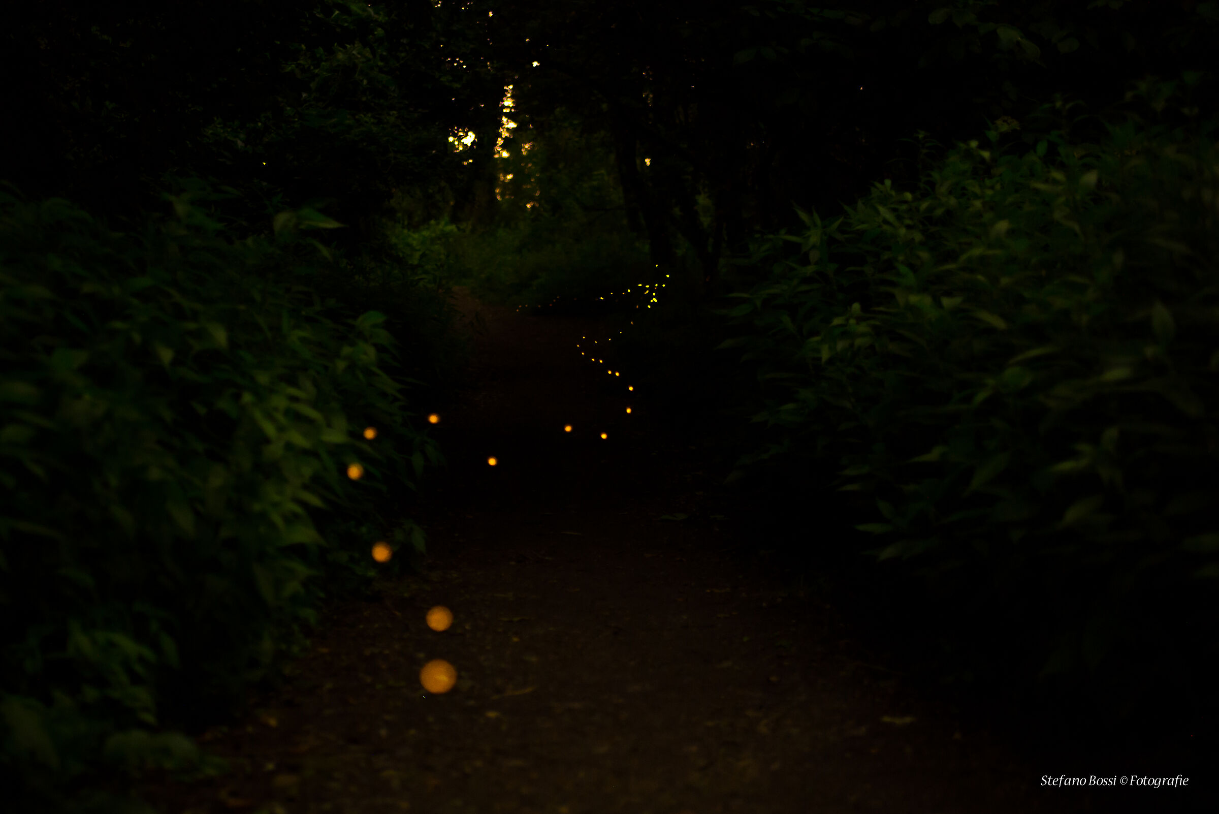 The way of the Fireflies...