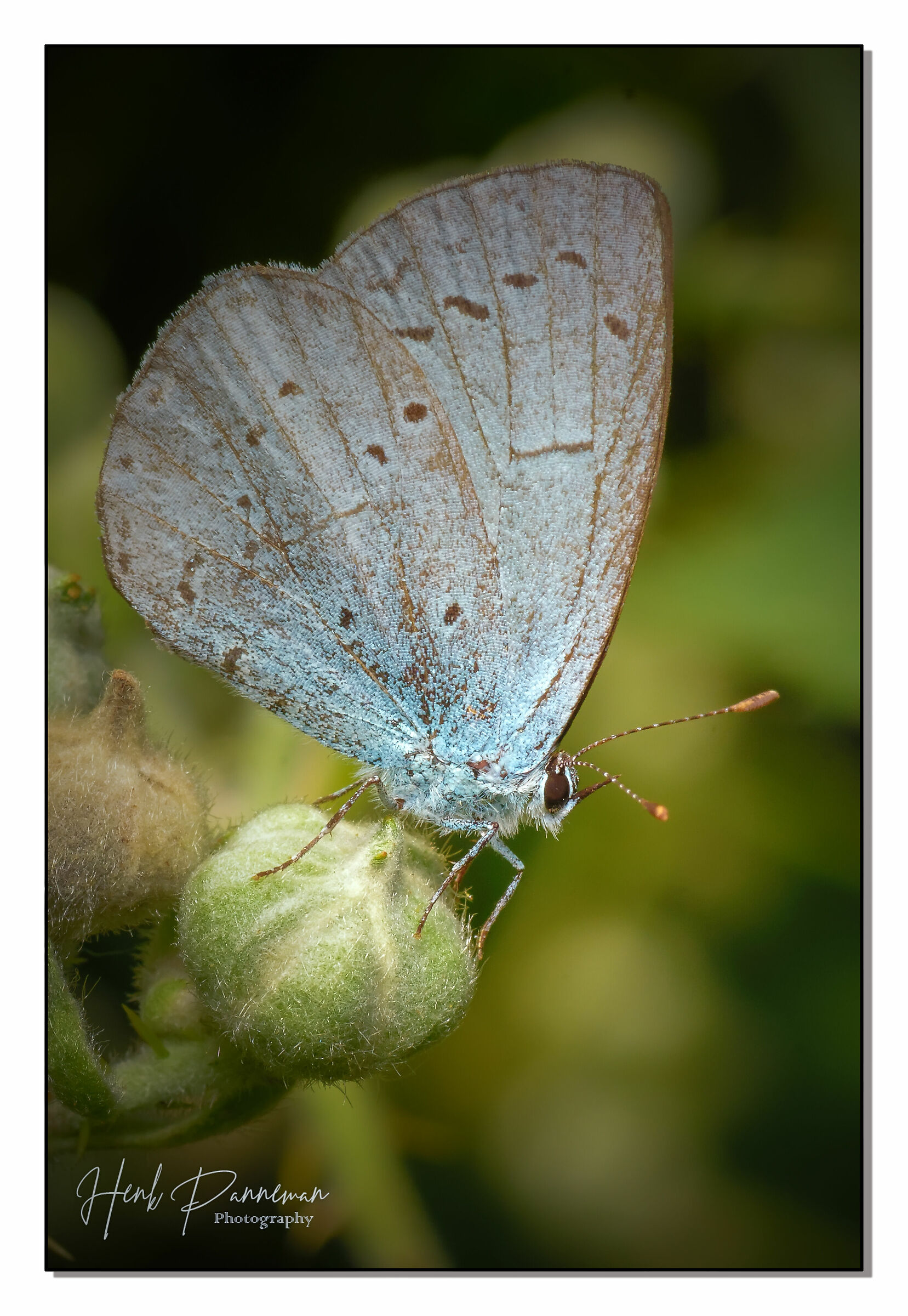 Icarus blu uno...