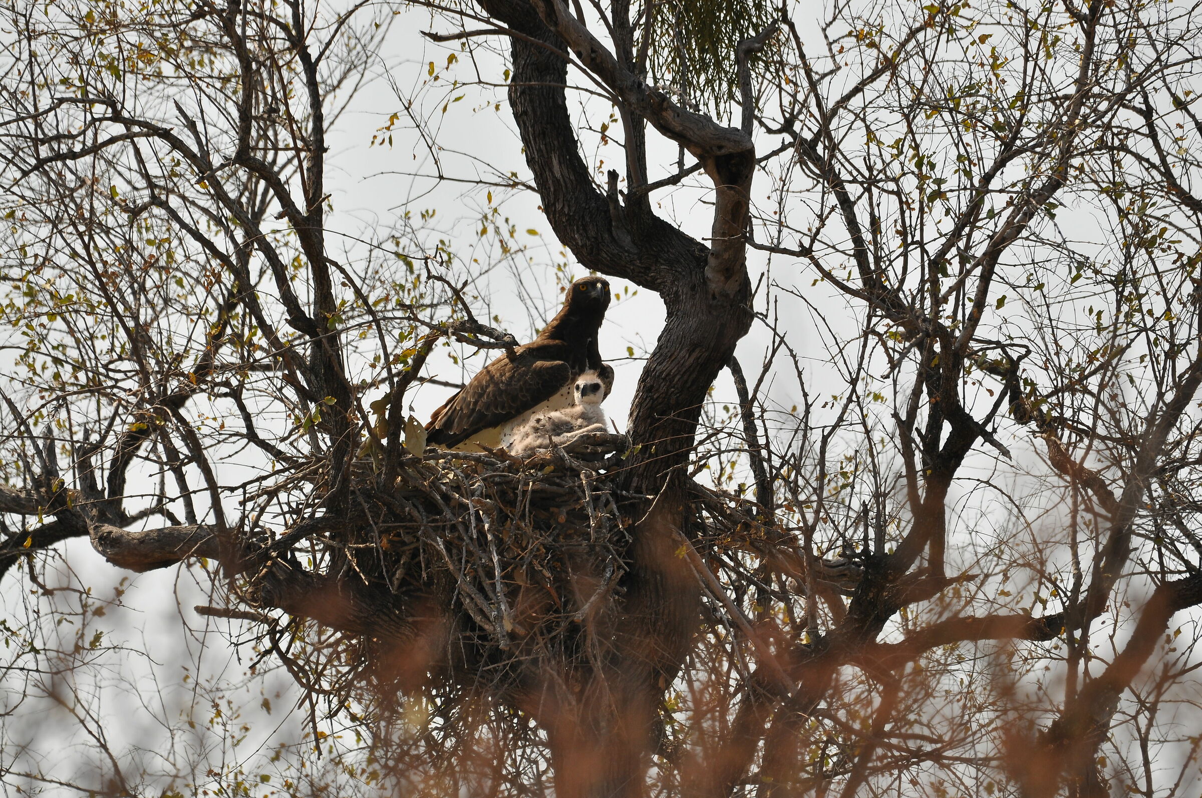 Martial Eagle Nest...
